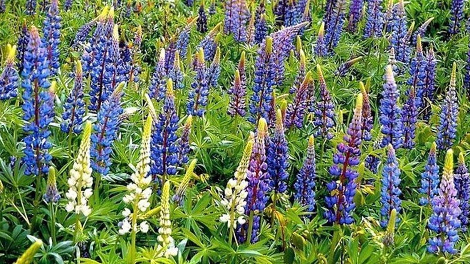Altramuz azul Lupinus angustifolius