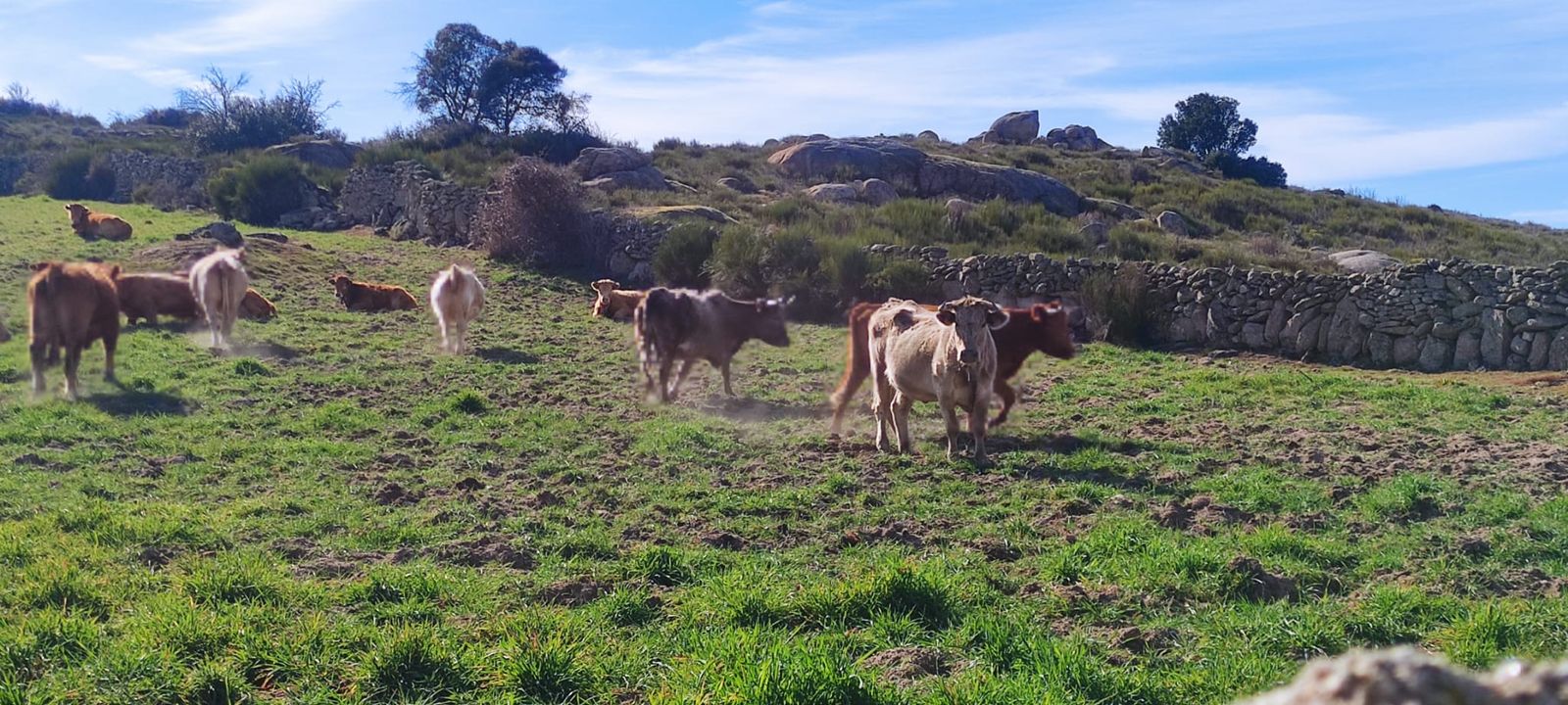 Vacas en el campo. Foto de archivo