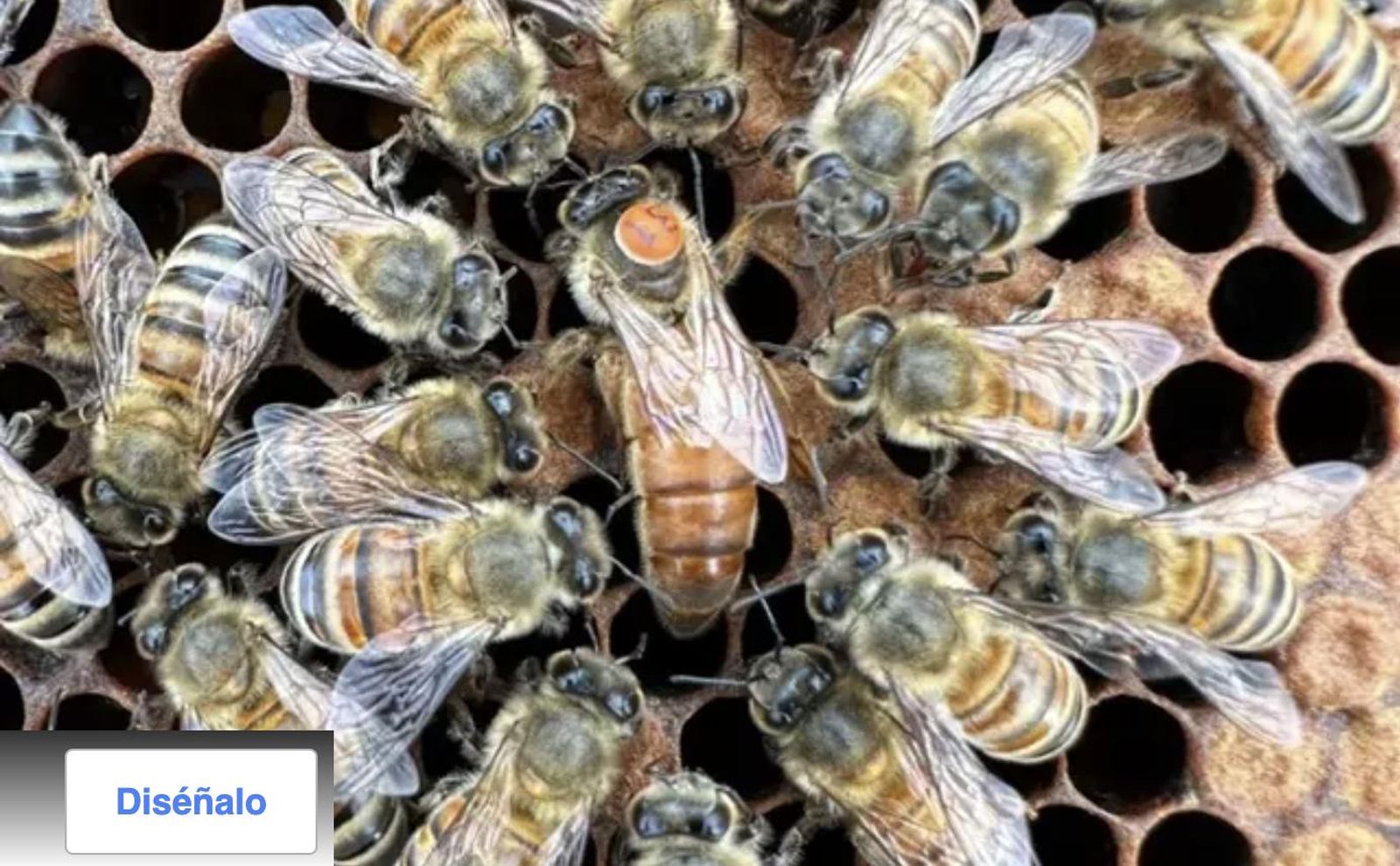 Las obreras de las abejas melíferas muestran altruismo al difundir las feromonas de la abeja reina y suprimir su propia reproducción. - SEAN BRESNAHAN