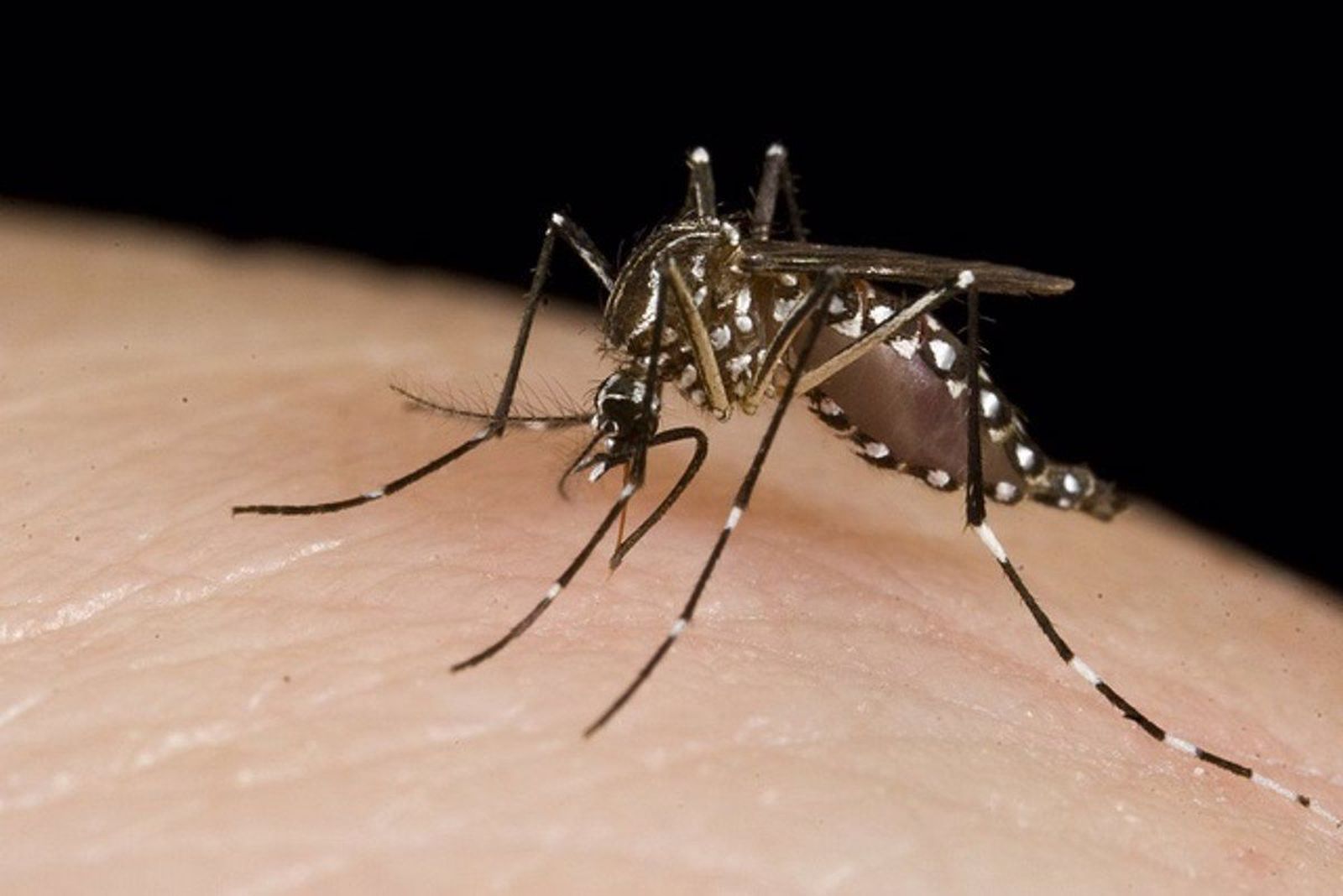 Mosquito. FOTO INFOSALUS Mosquito. FOTO INFOSALUS