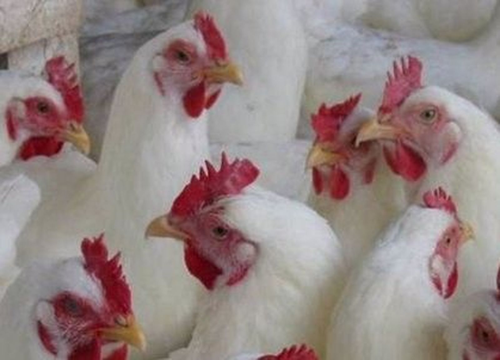 Declarado el primer foco de gripe aviar en especies domésticas.