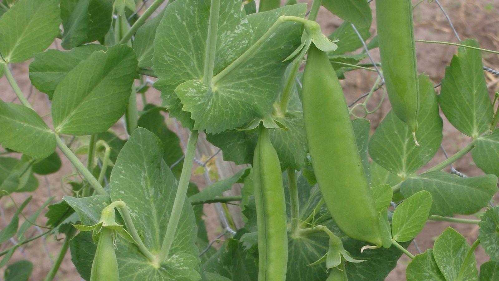 guisante Pisum sativum