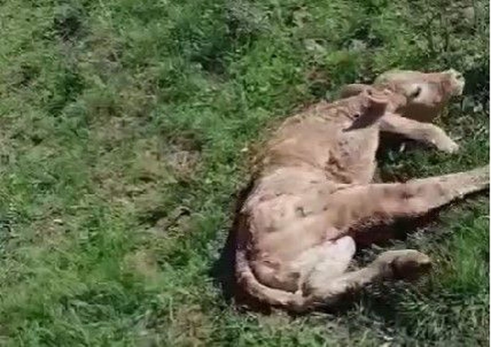 Consecuencias EHE en un ternero