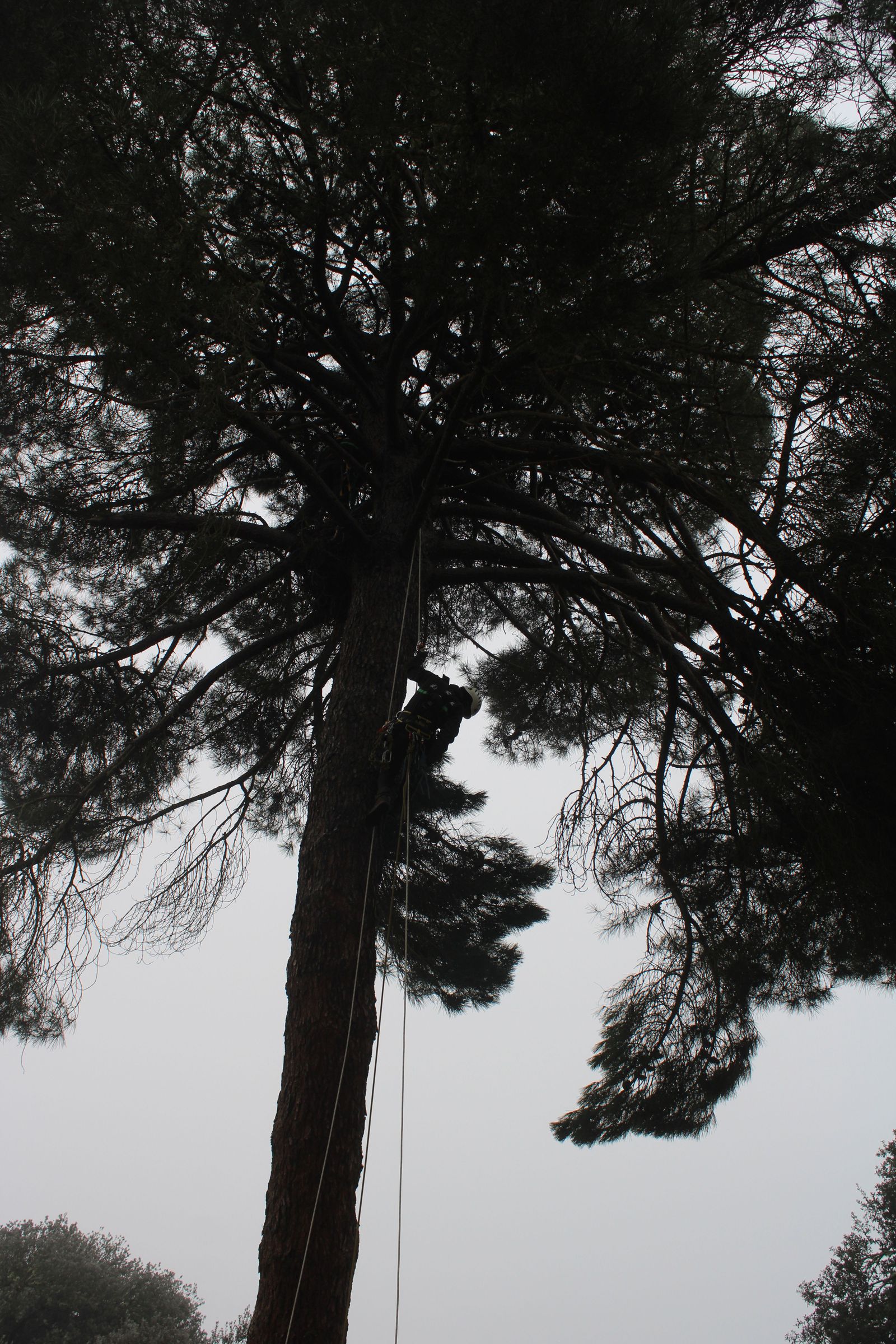 grupo-de-intervenciones-en-altura-agentes-medioambientales-reparacion-nido-cigueena-negra-en-espeja-87