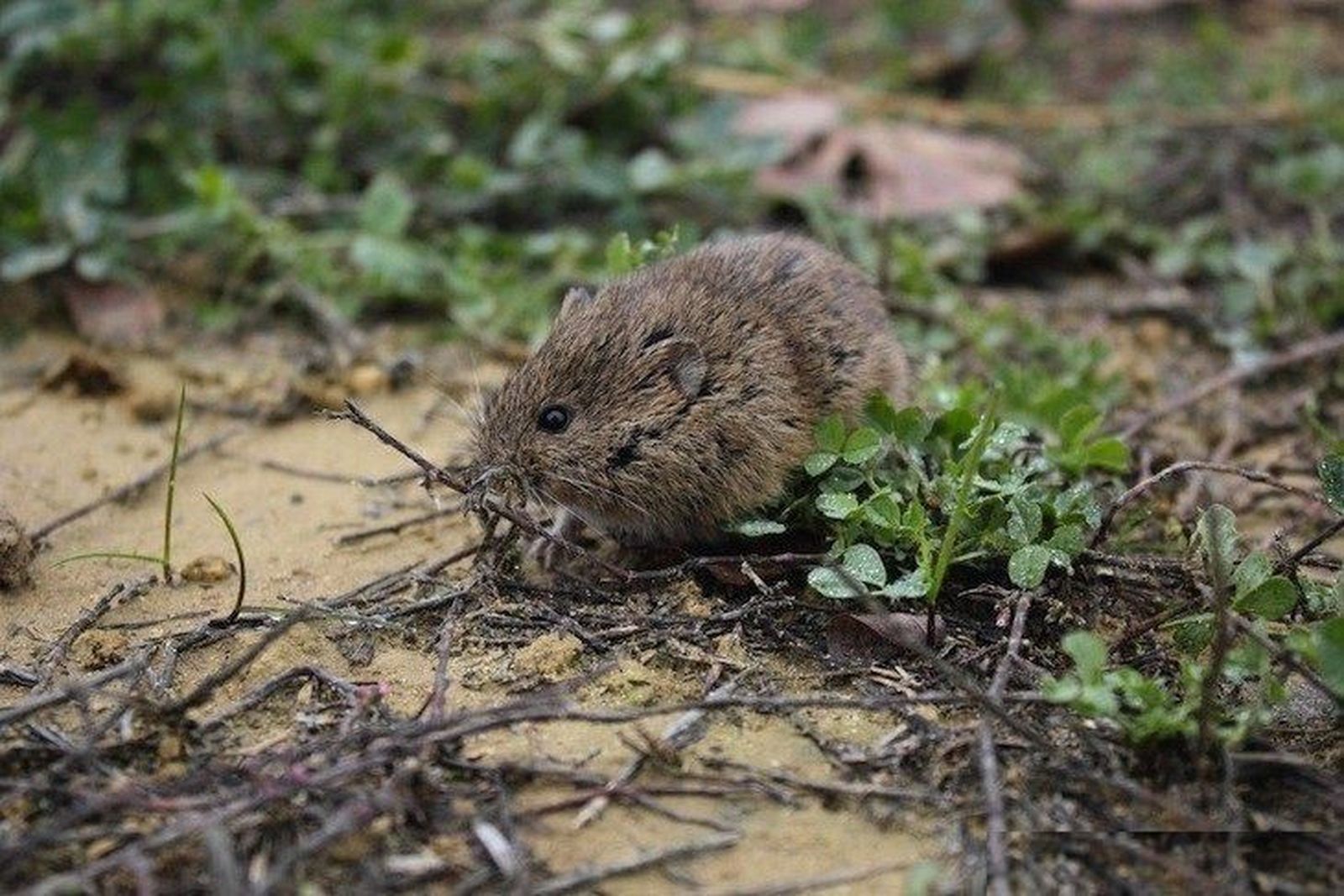 La Junta informará sobre el estado de las poblaciones de topillos 