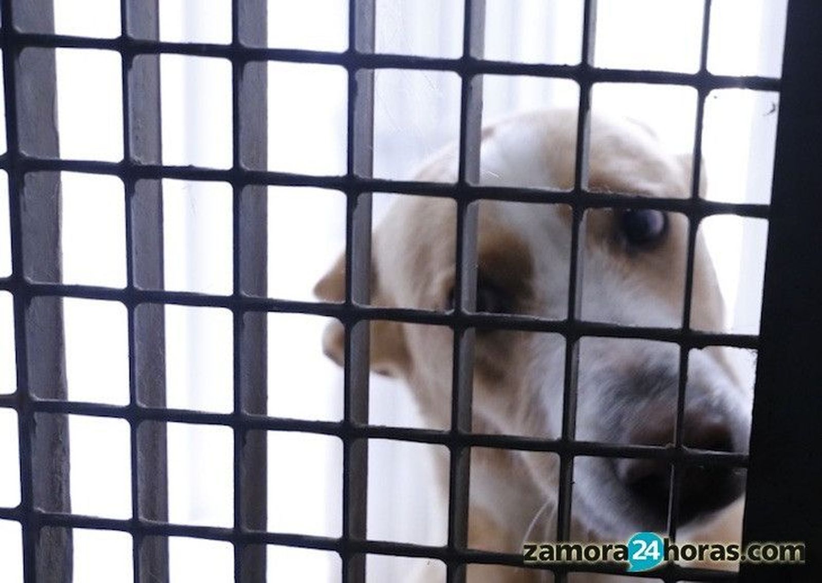 Centro de Recogida Municipal de Animales - Perros en adopción Scooby