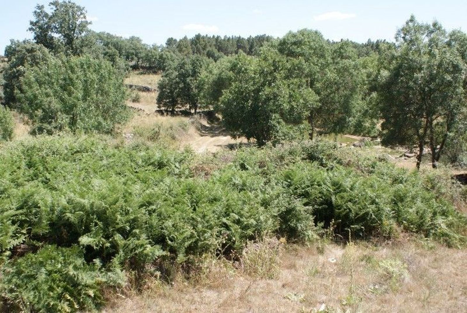 Inversión de 480.000 euros para tratamientos selvícolas en la provincia de Ávila