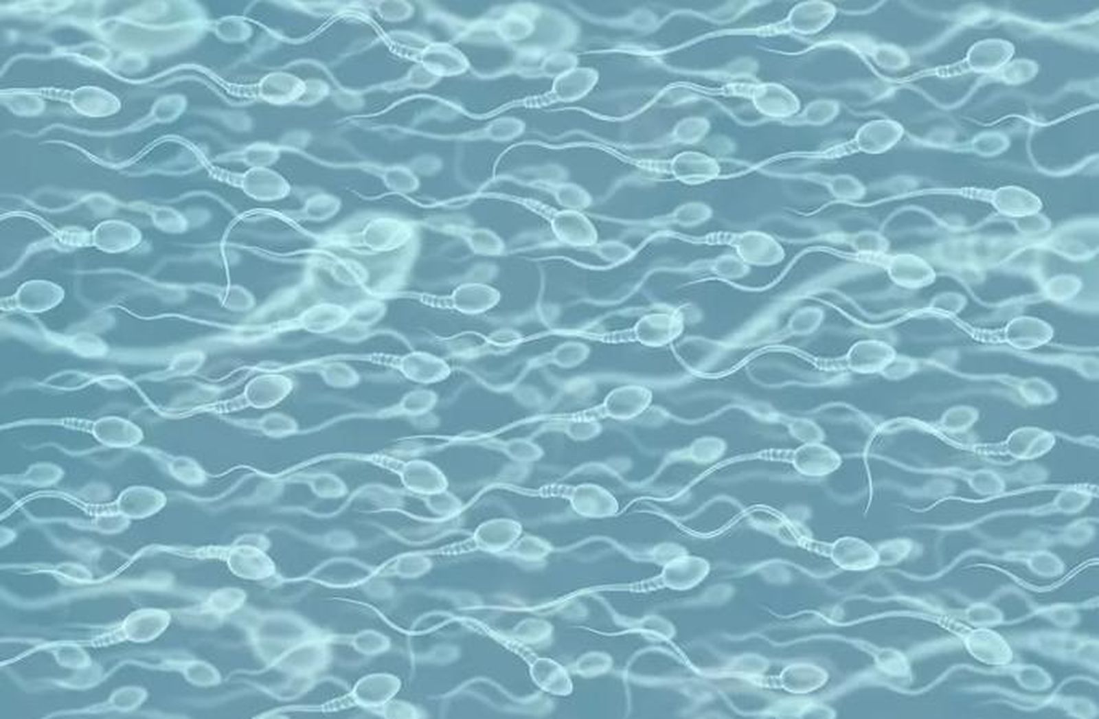 Esperma | INFOSALUS