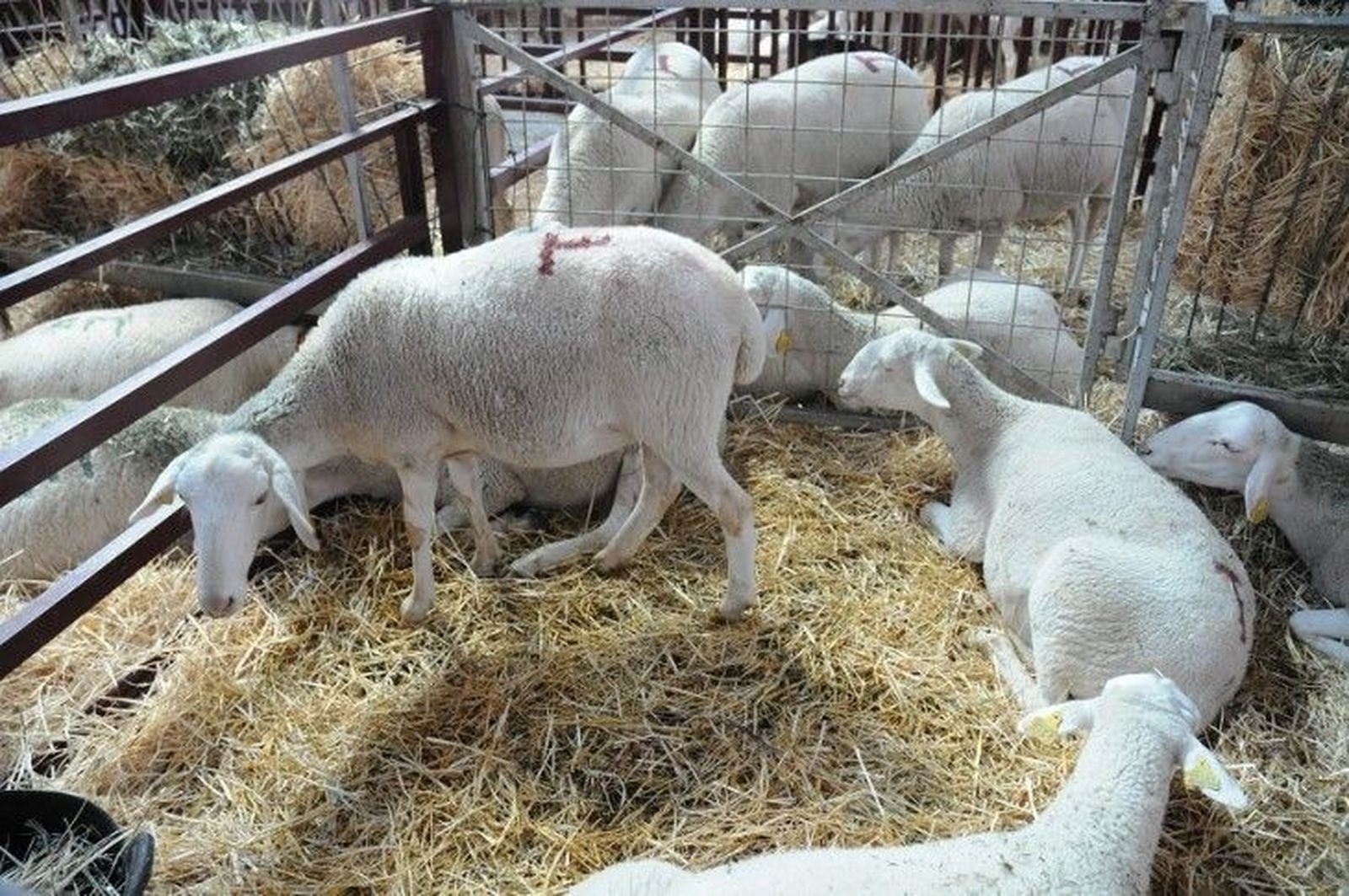 Resultados del concursos de ovino de raza Ovina Castellana, Ovinos Precoces y Assaf