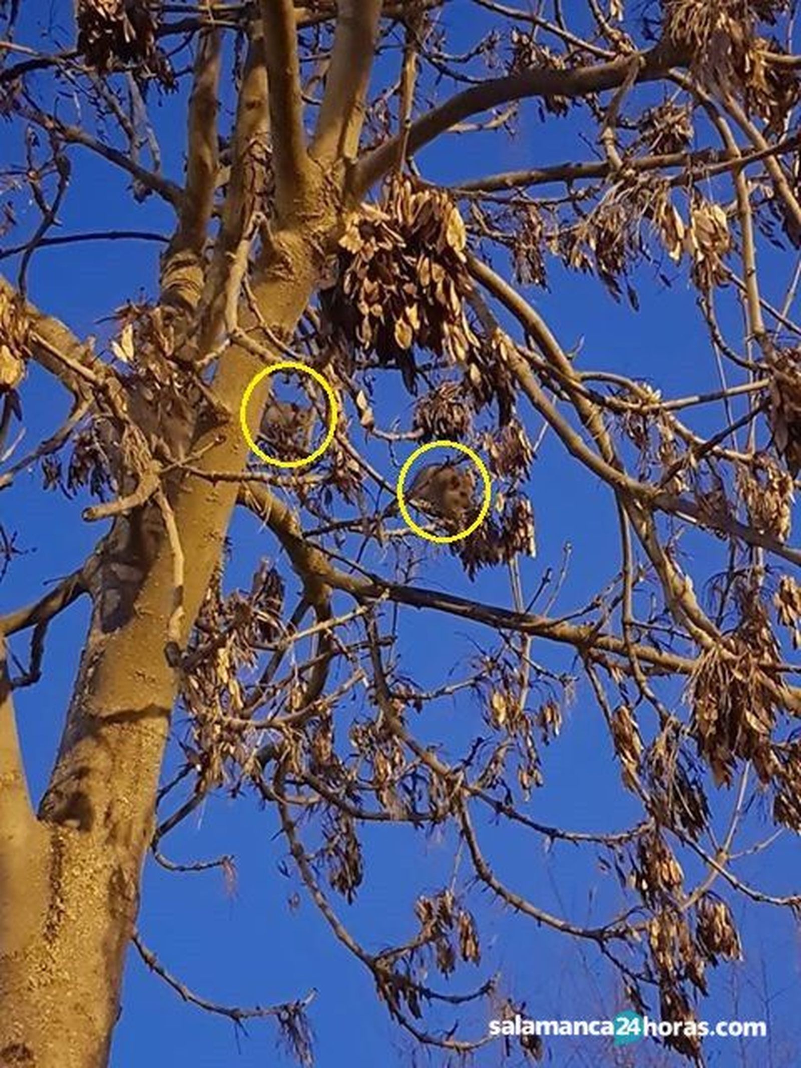 Ratones en árboles