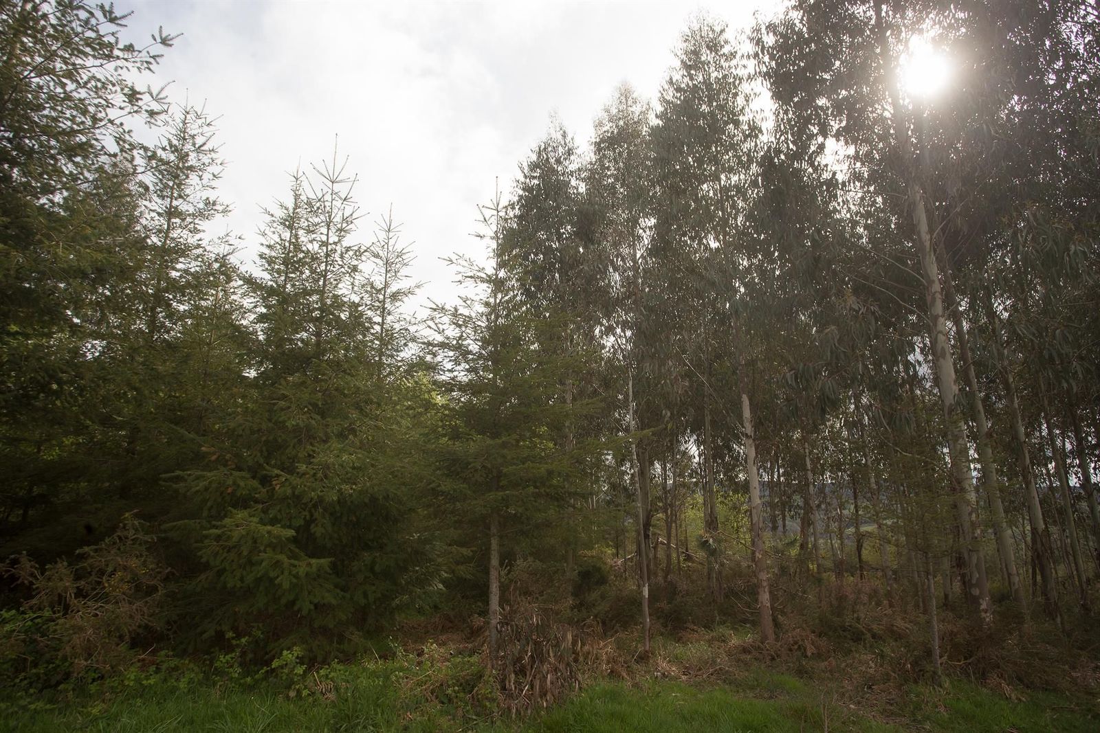 Plantación mixta de pino y eucalipto en una parroquia de A Montaña lucense en Candaido, A Fonsagrada, Lugo, Galicia (España). - Carlos Castro - Europa Press - Archivo