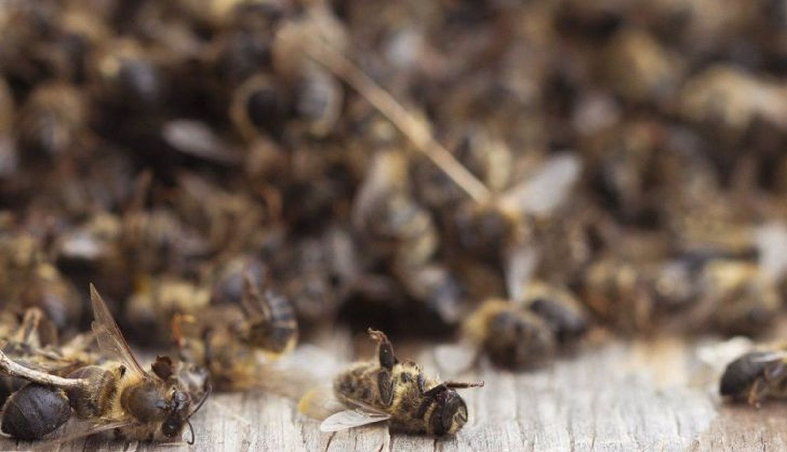 Abejas muertas. Foto Alejandro Llop Greenpeace EP