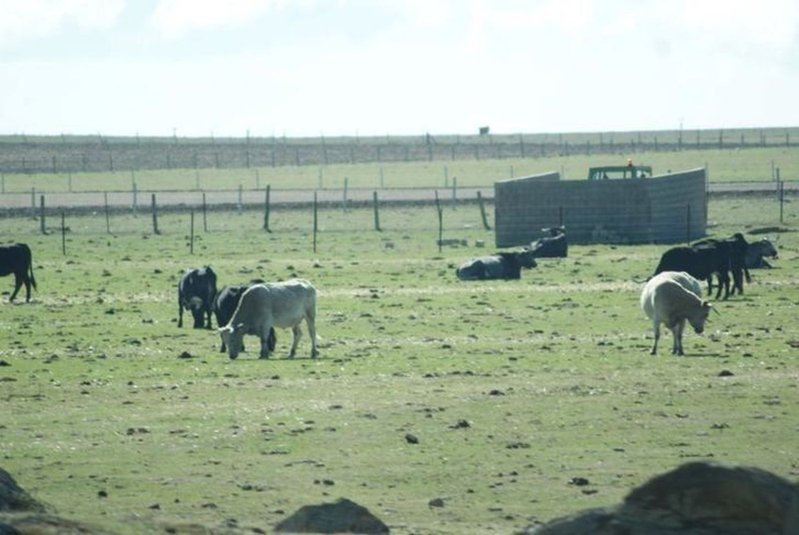 Explotación ganadera. Archivo