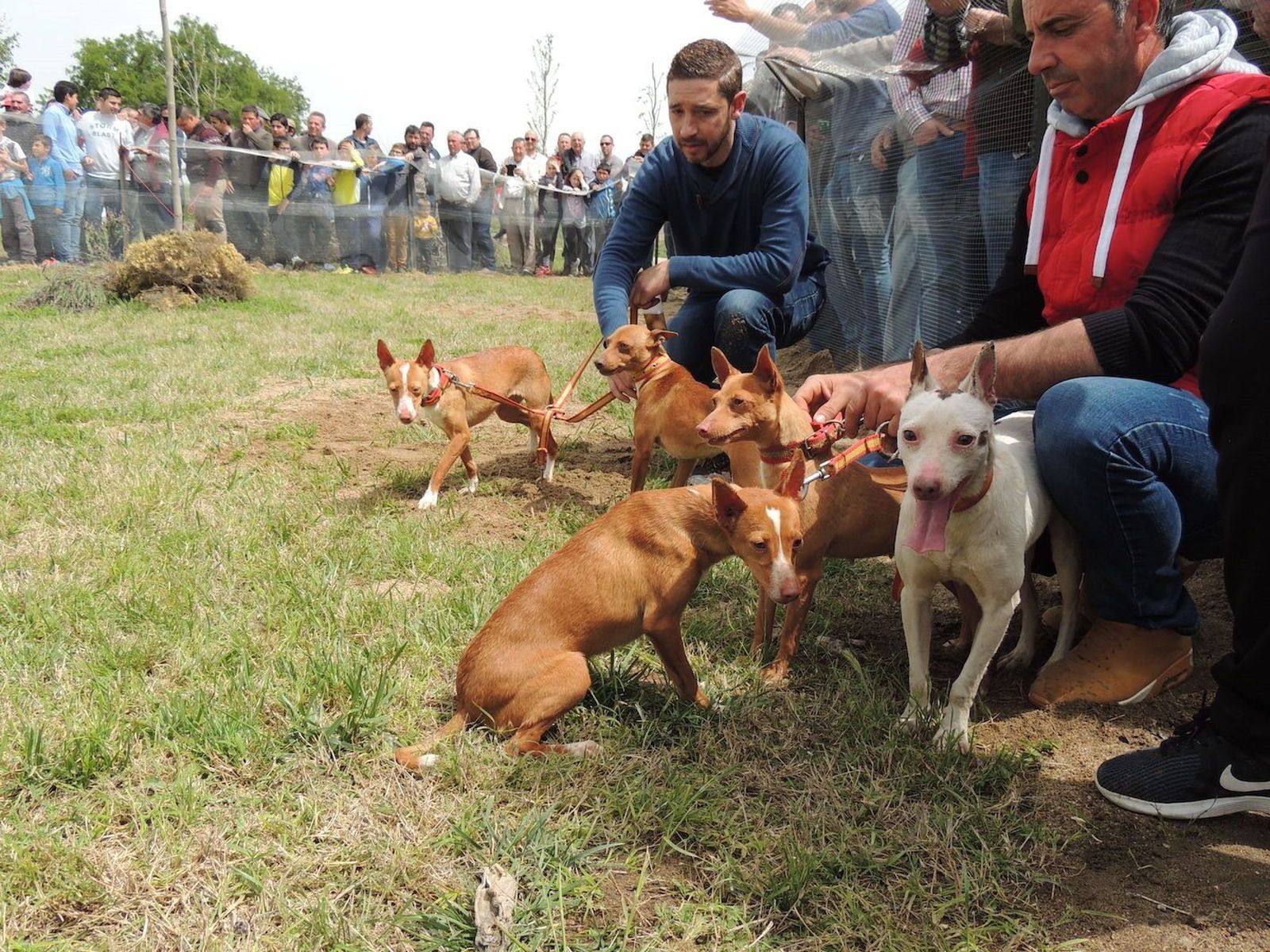 Caza, cazadores, perros de caza. Foto de archivo