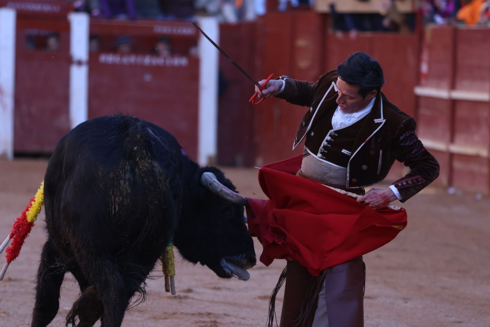 Festival taurino del Sábado en el Carnaval del Toro 2026 de Ciudad Rodrigo
