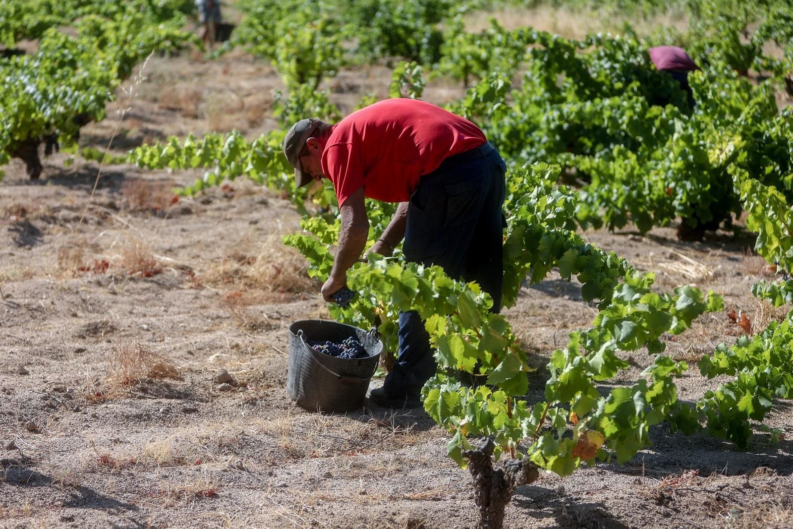 Archivo - Un trabajador recogiendo uvas en el campo en pleno mes de agosto - Ricardo Rubio - Europa Press - Archivo