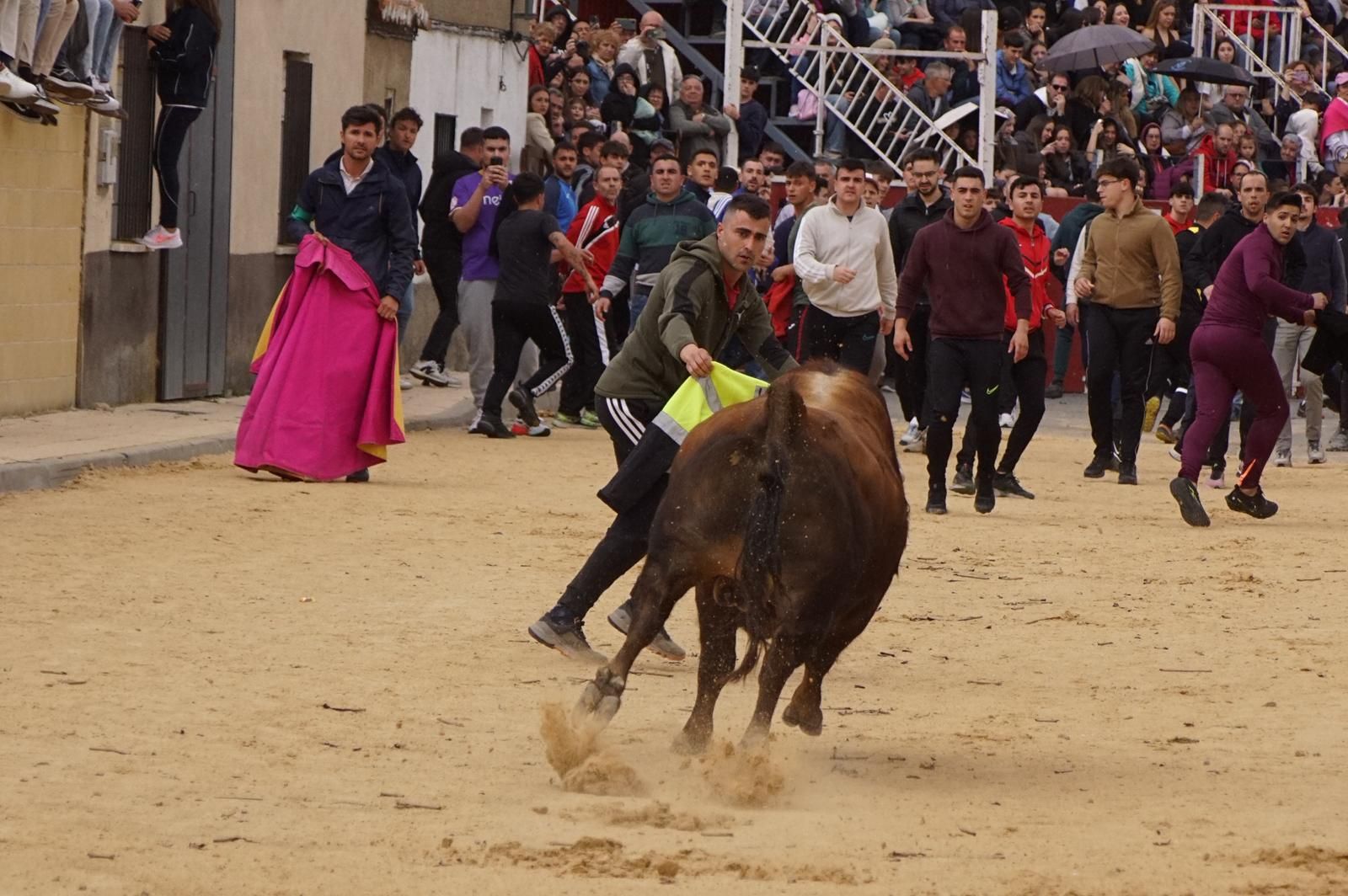 Villoria, toro del Voto