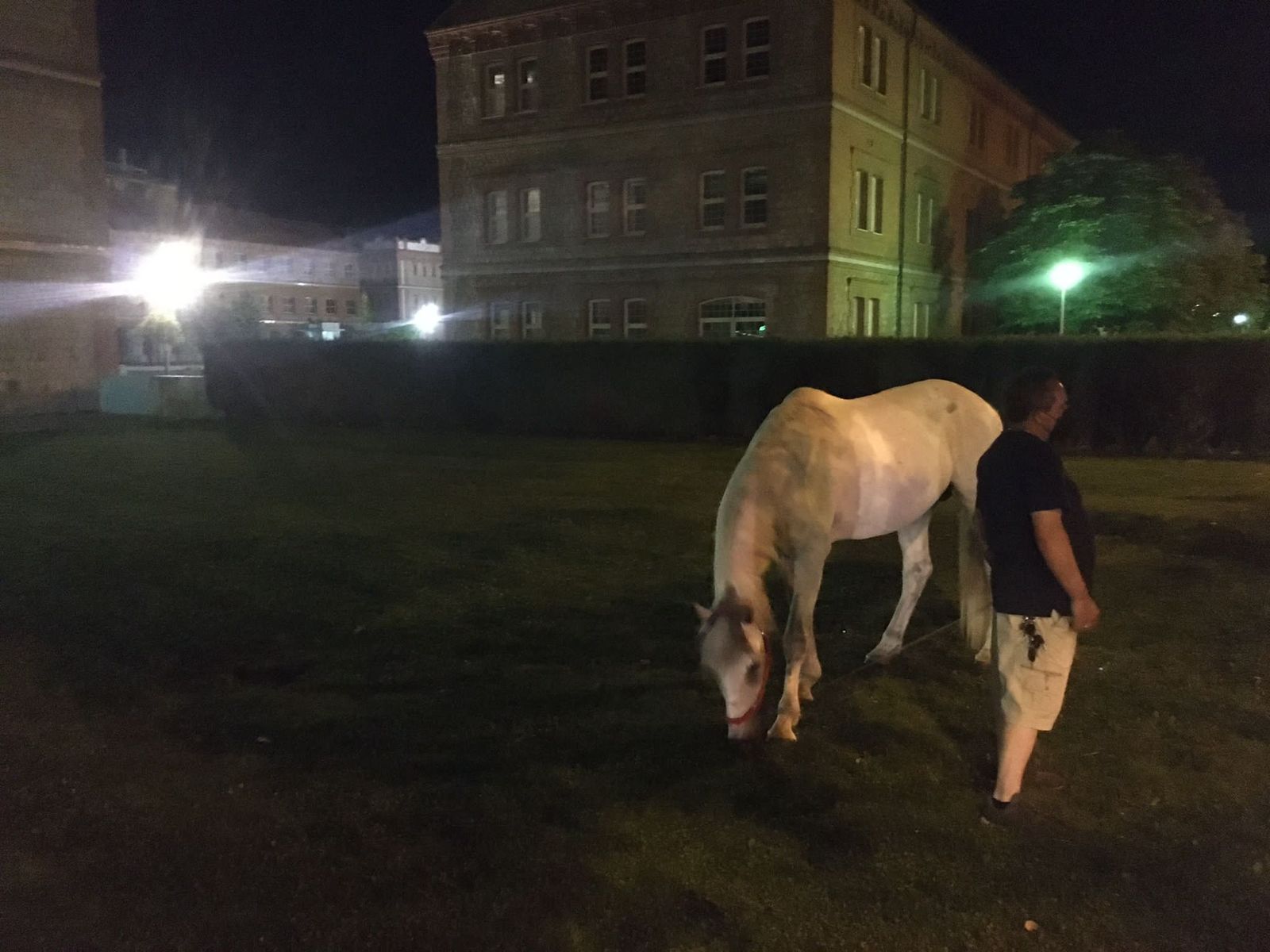 El caballo pastando en el campus