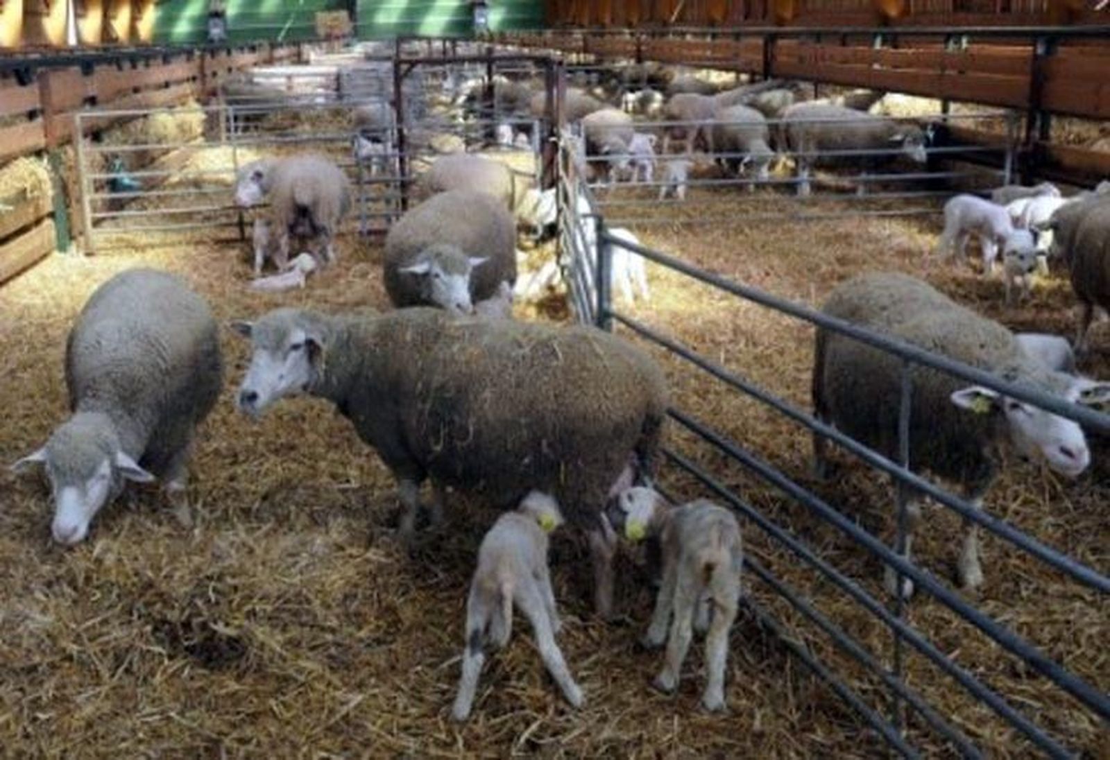 El lechazo sufre una importante bajada en la Lonja de Zamora