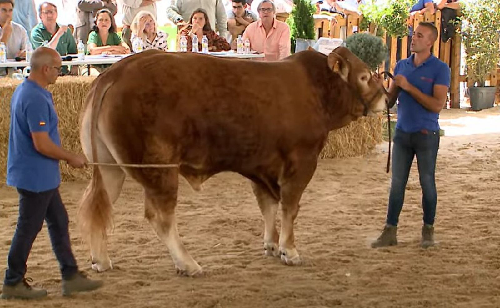 Subasta de Limusín en la feria agropecuaria Urdangarín