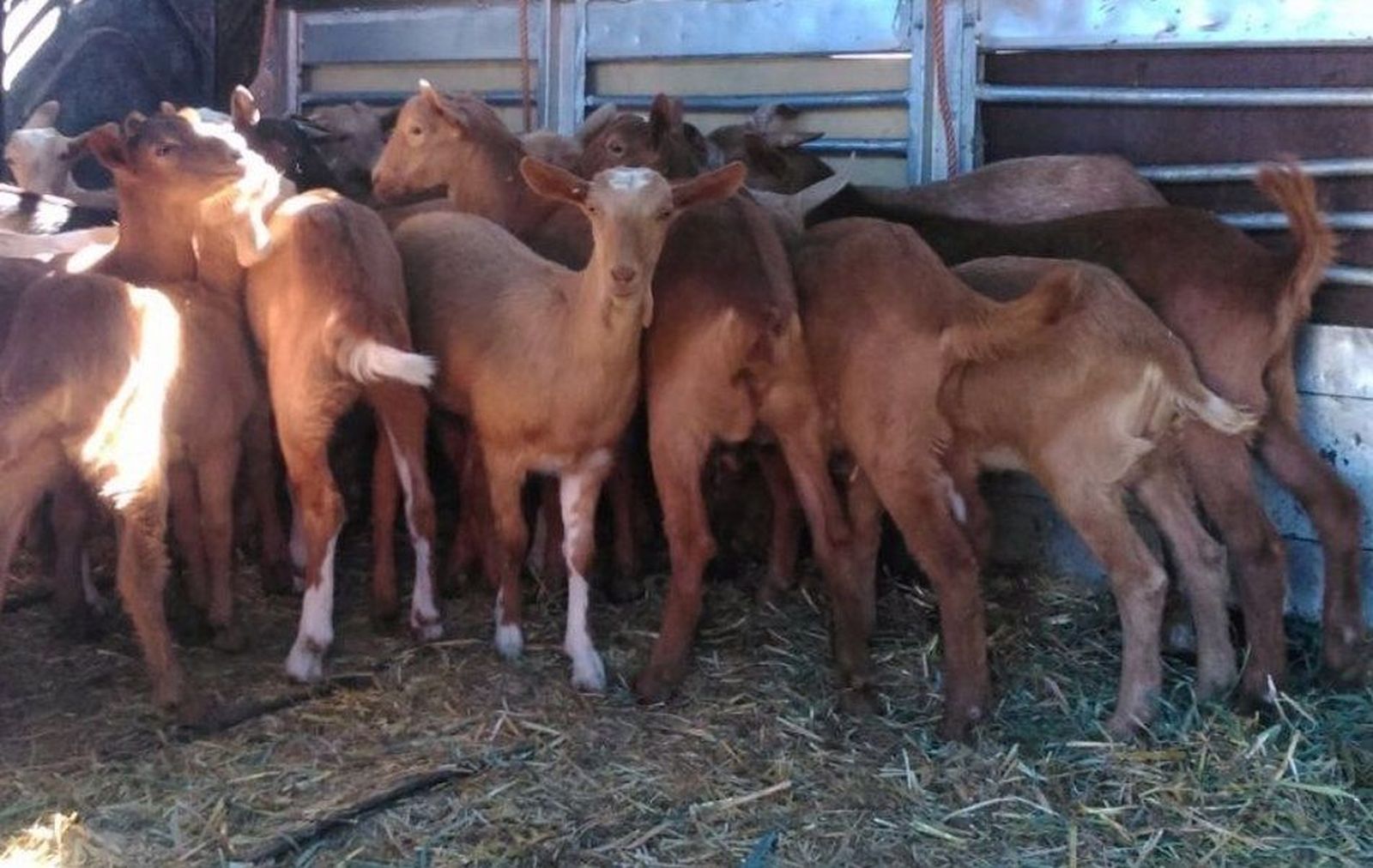 Cabras en una explotación. Foto Guardia Civil/EP