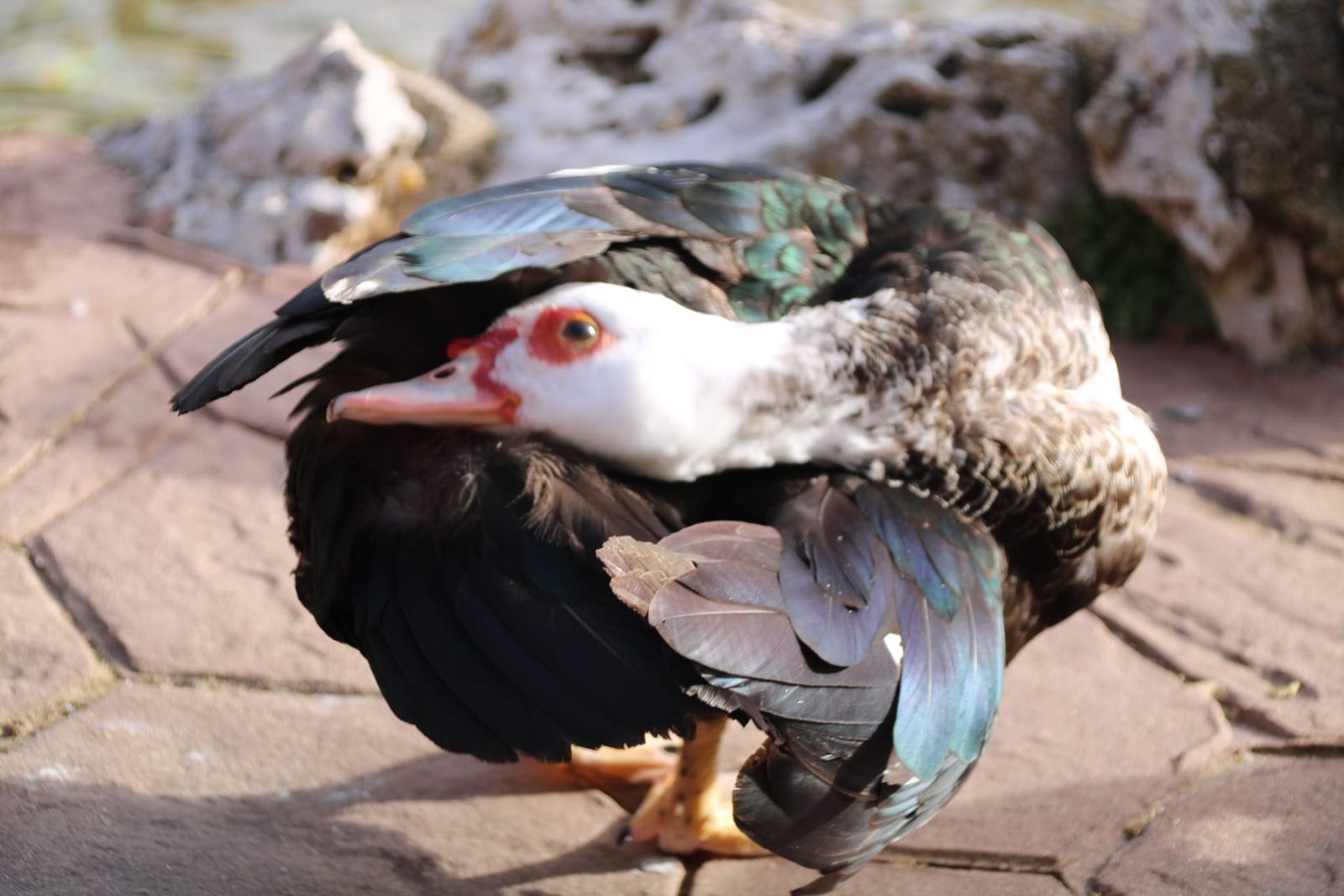 Patos y cisnes vuelven al estanque de La Alamedilla