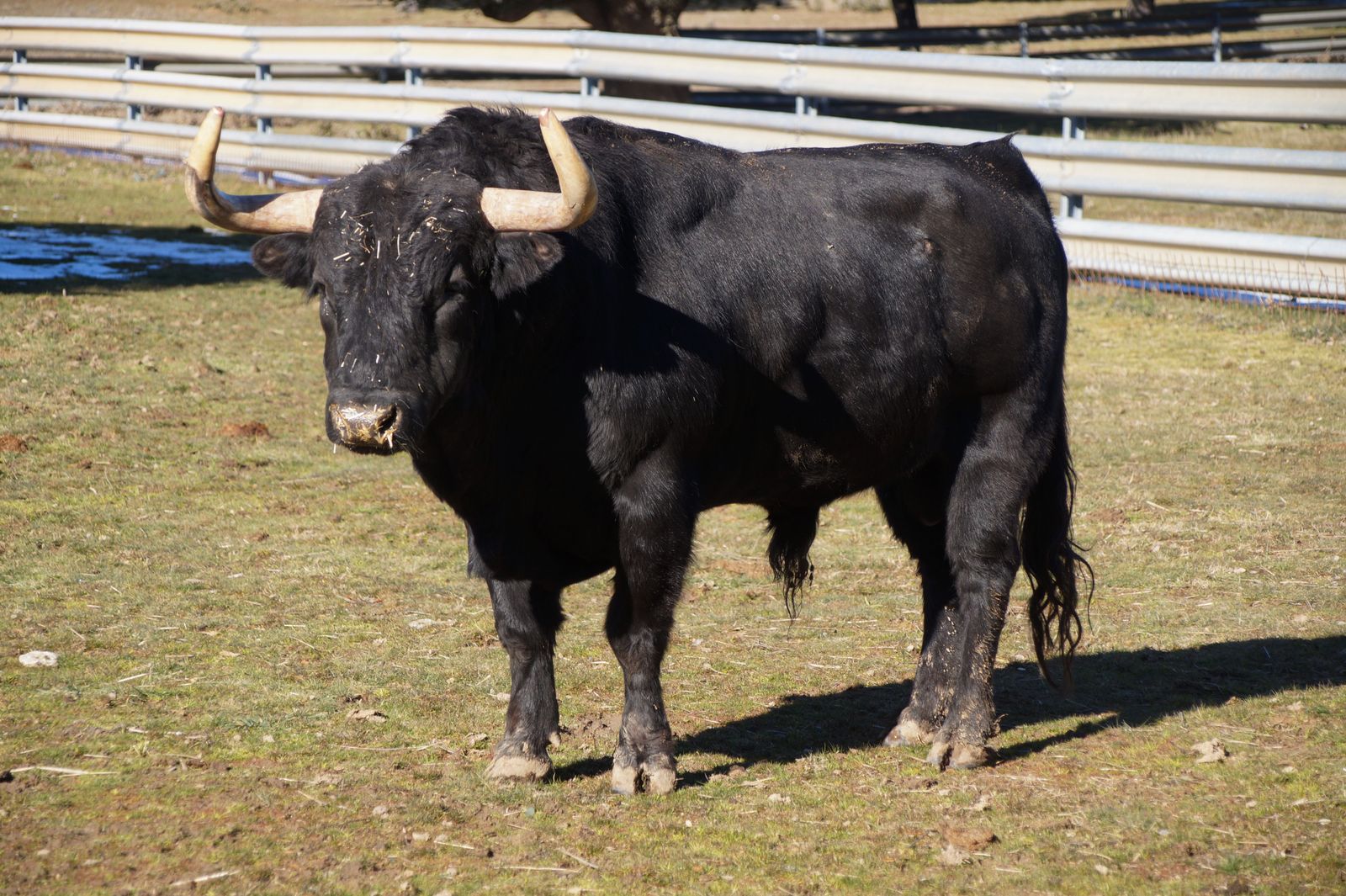 Un toro de la ganadería de Valdefresno