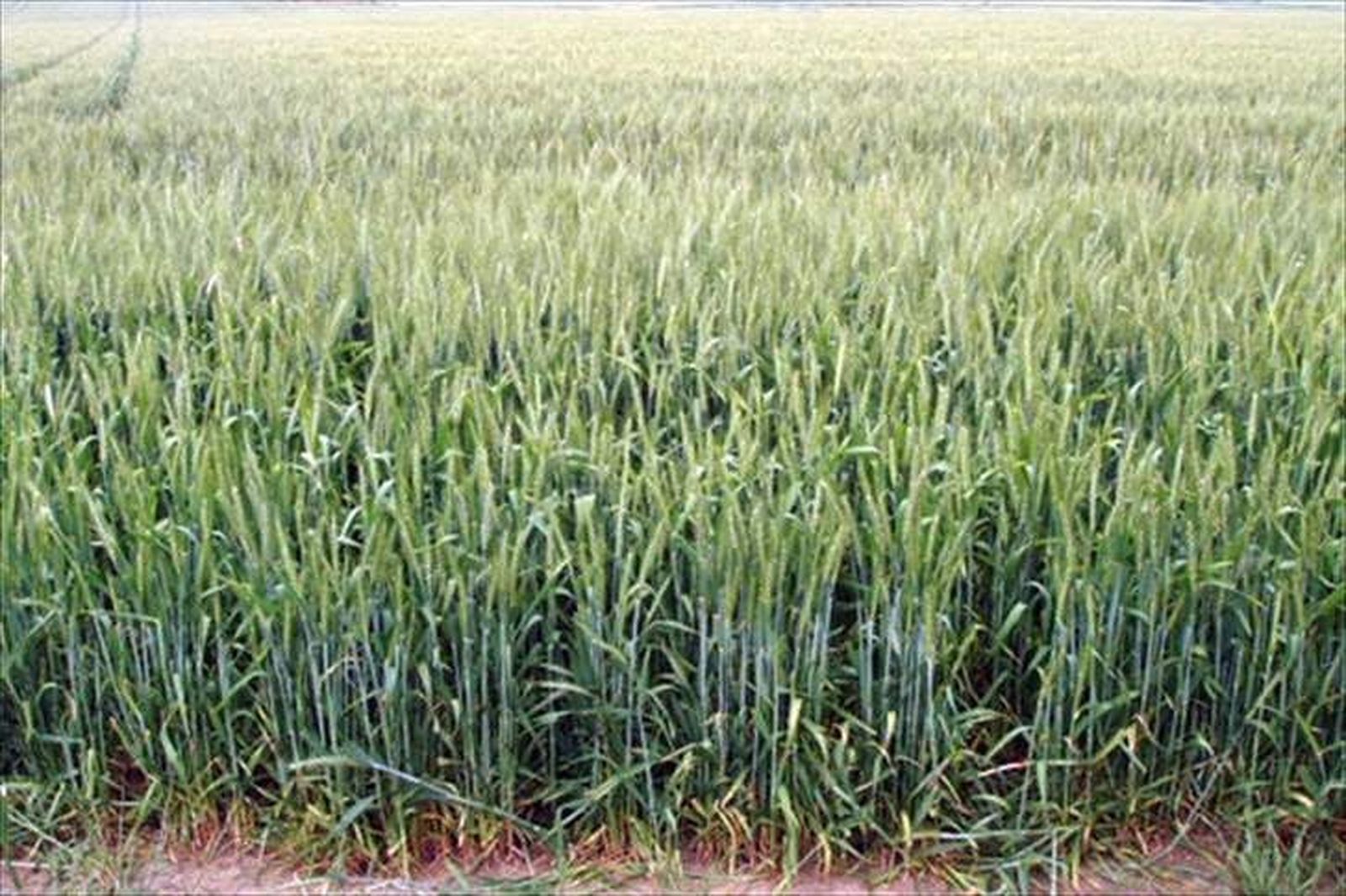 Los préstamos preferenciales de sequía también podrán obtener ayuda sin necesidad del aval de Saeca