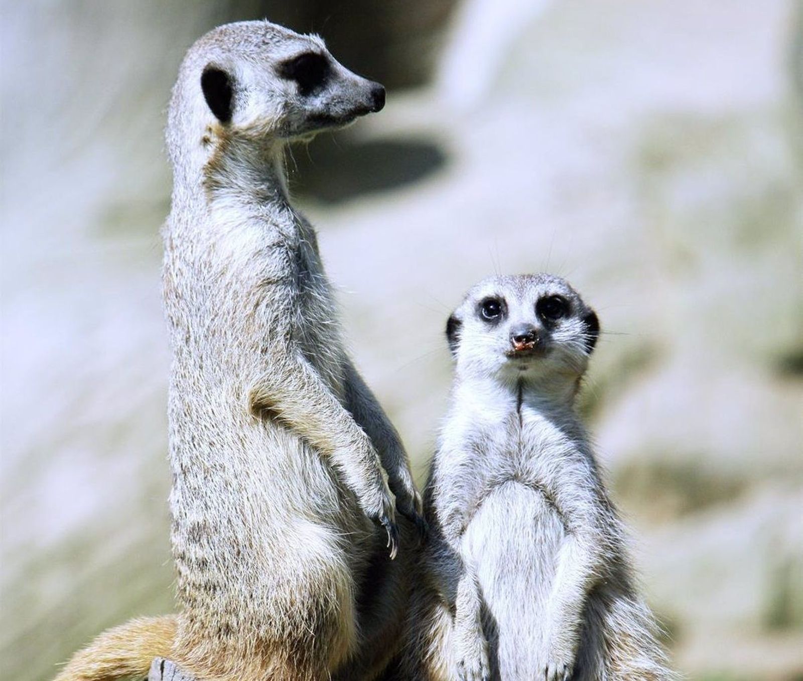 En Salamanca hay registrados tres suricatos Foto Karpin Fauna