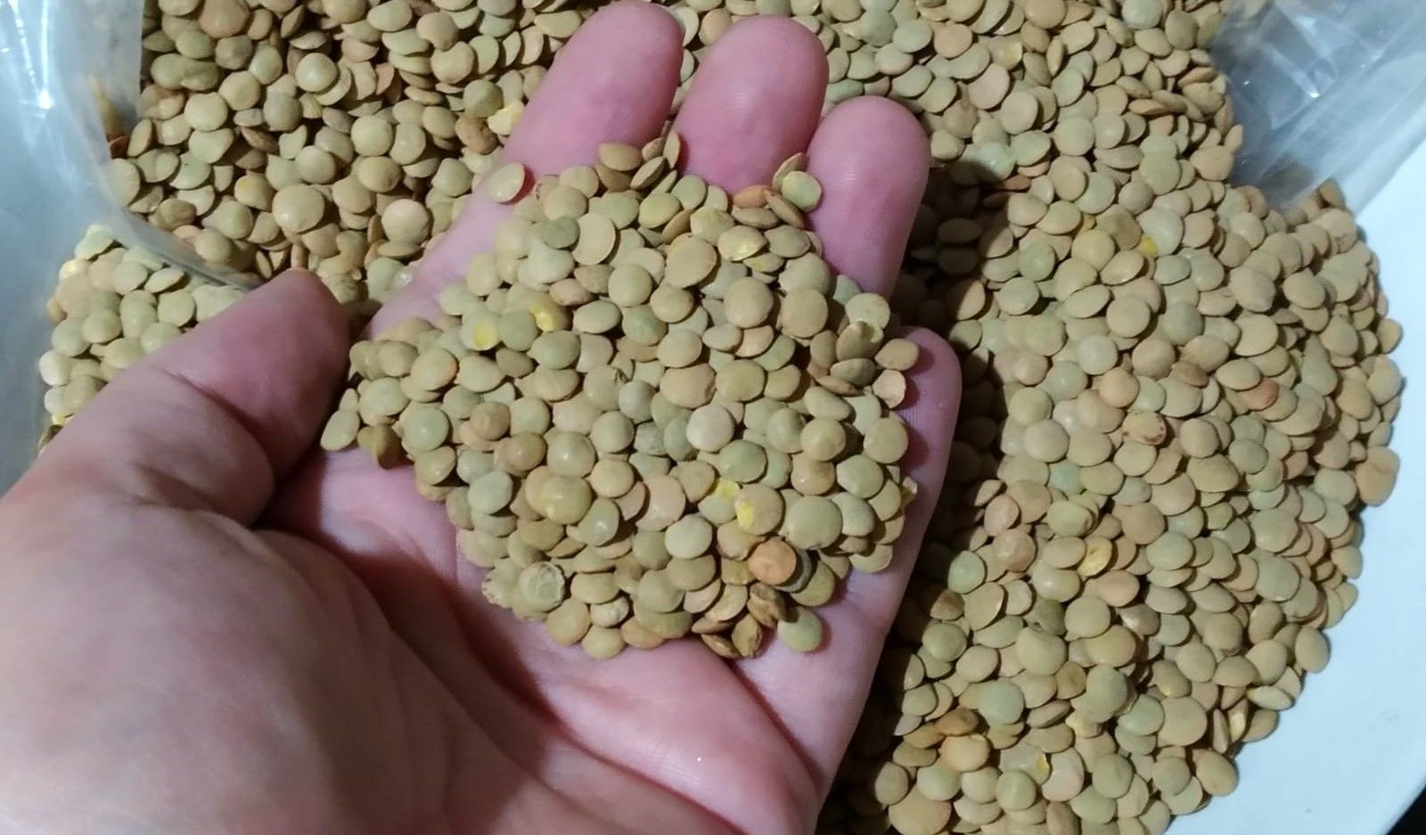 Lenteja de la Armuña2