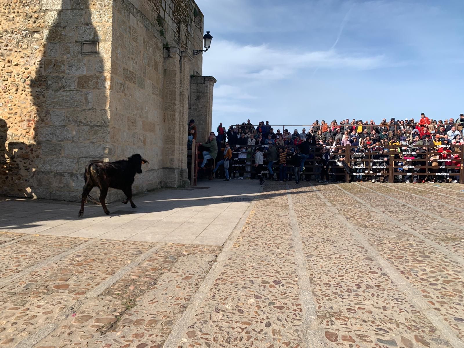ambiente-con-la-suelta-de-vaquillas-en-el-domingo-de-pinata-en-ciudad-rodrigo-6