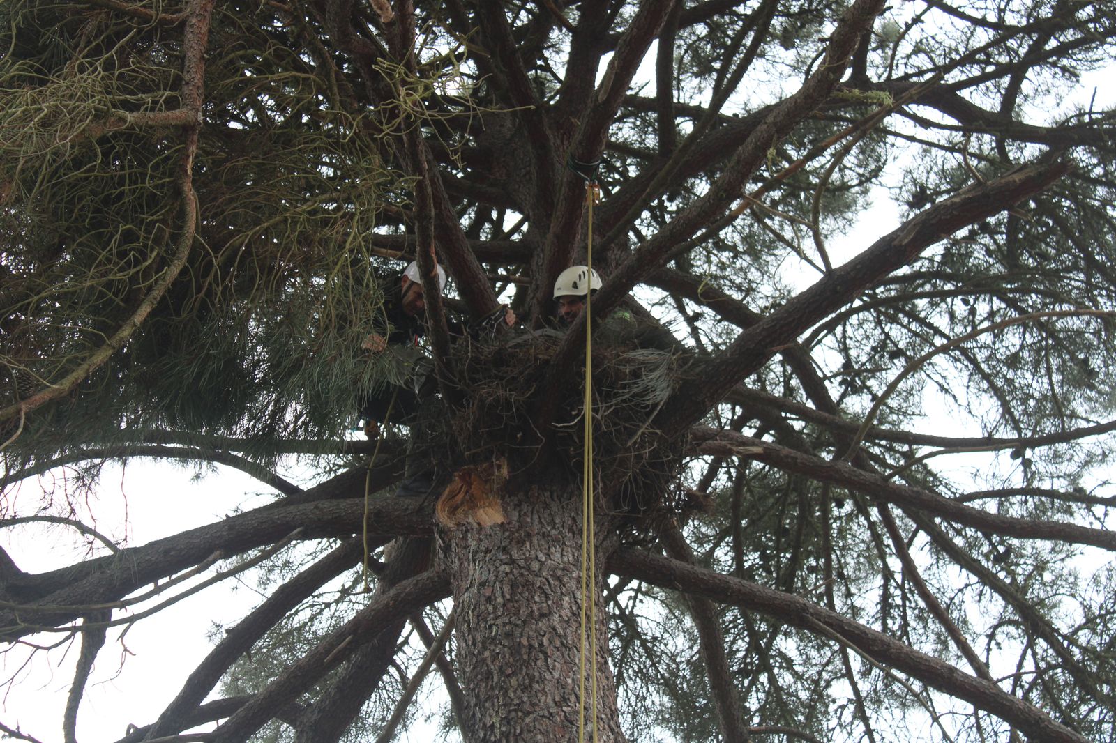 grupo-de-intervenciones-en-altura-agentes-medioambientales-reparacion-nido-cigueena-negra-en-espeja-98