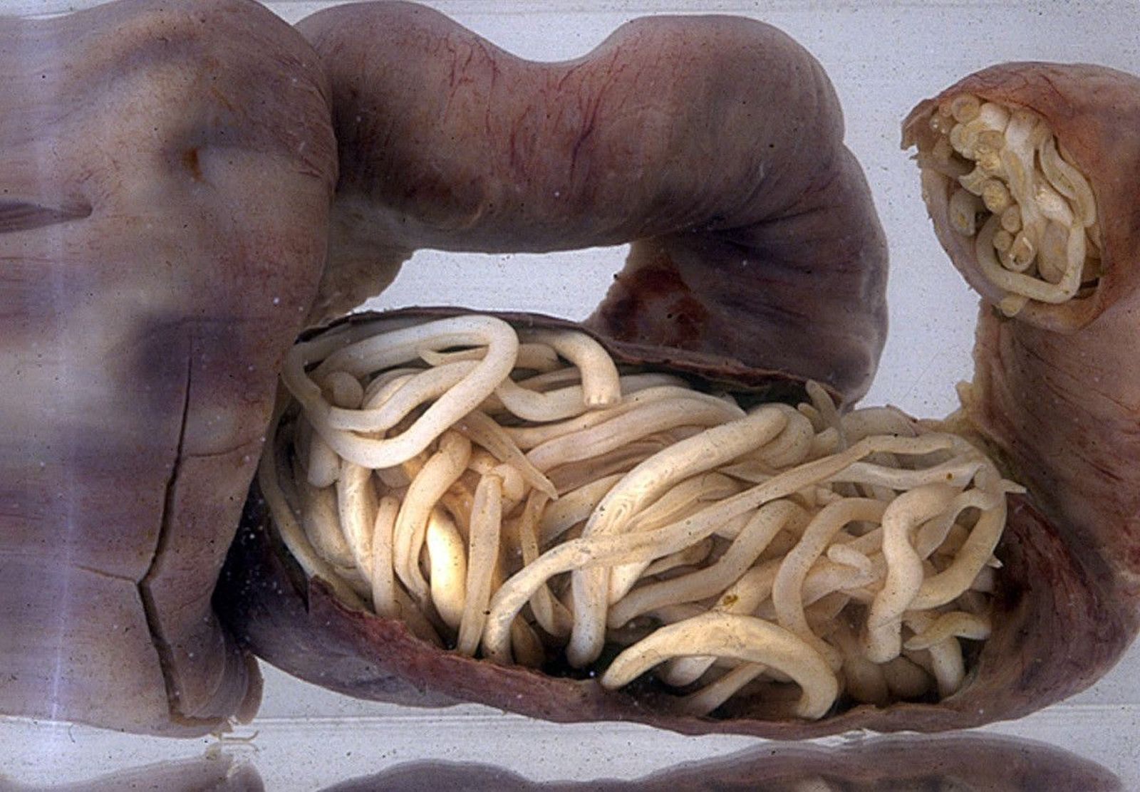 12. Crónicas Atlantes