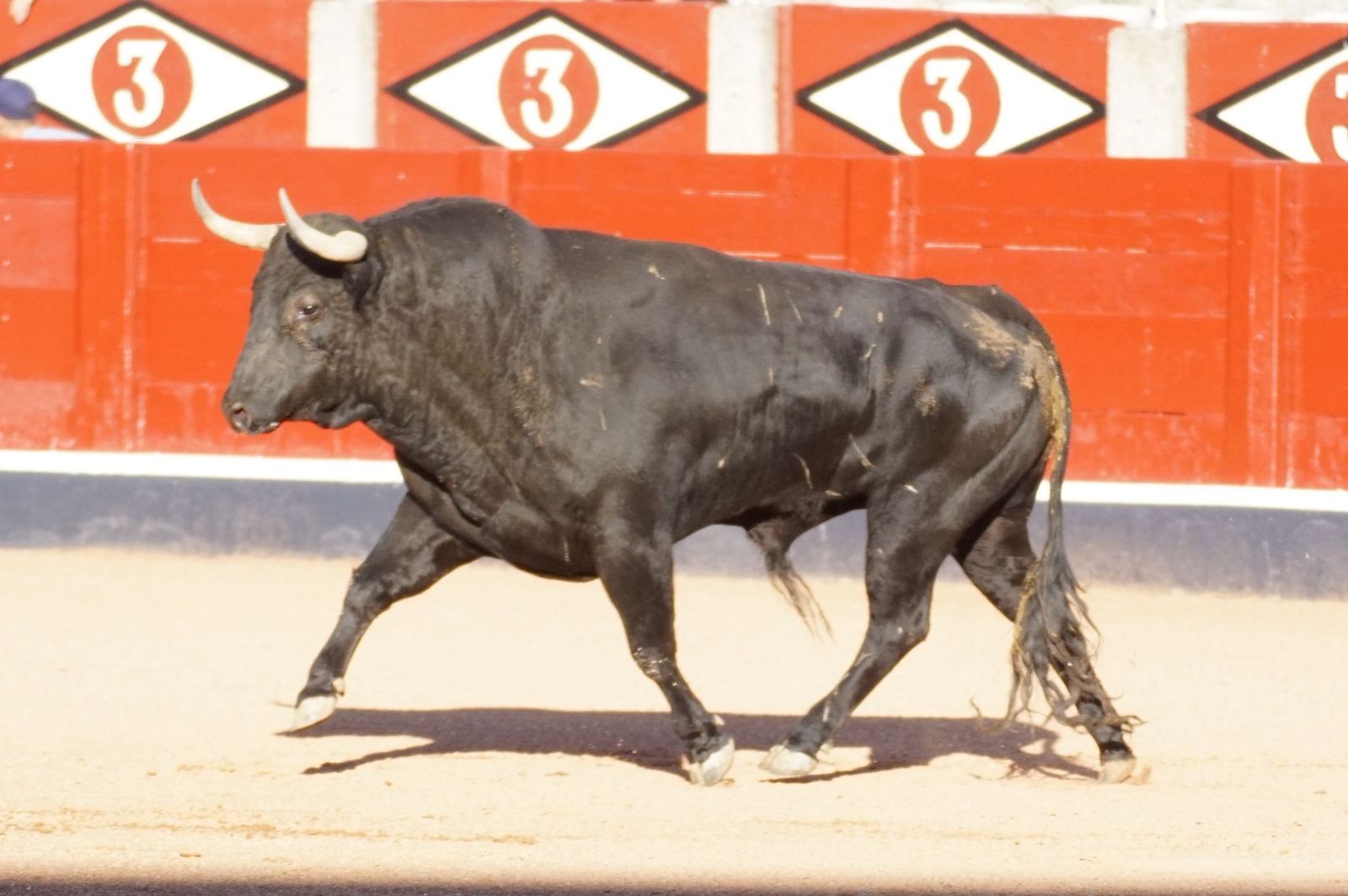 Tradicional Desenjaule en la Plaza de Toros La Glorieta