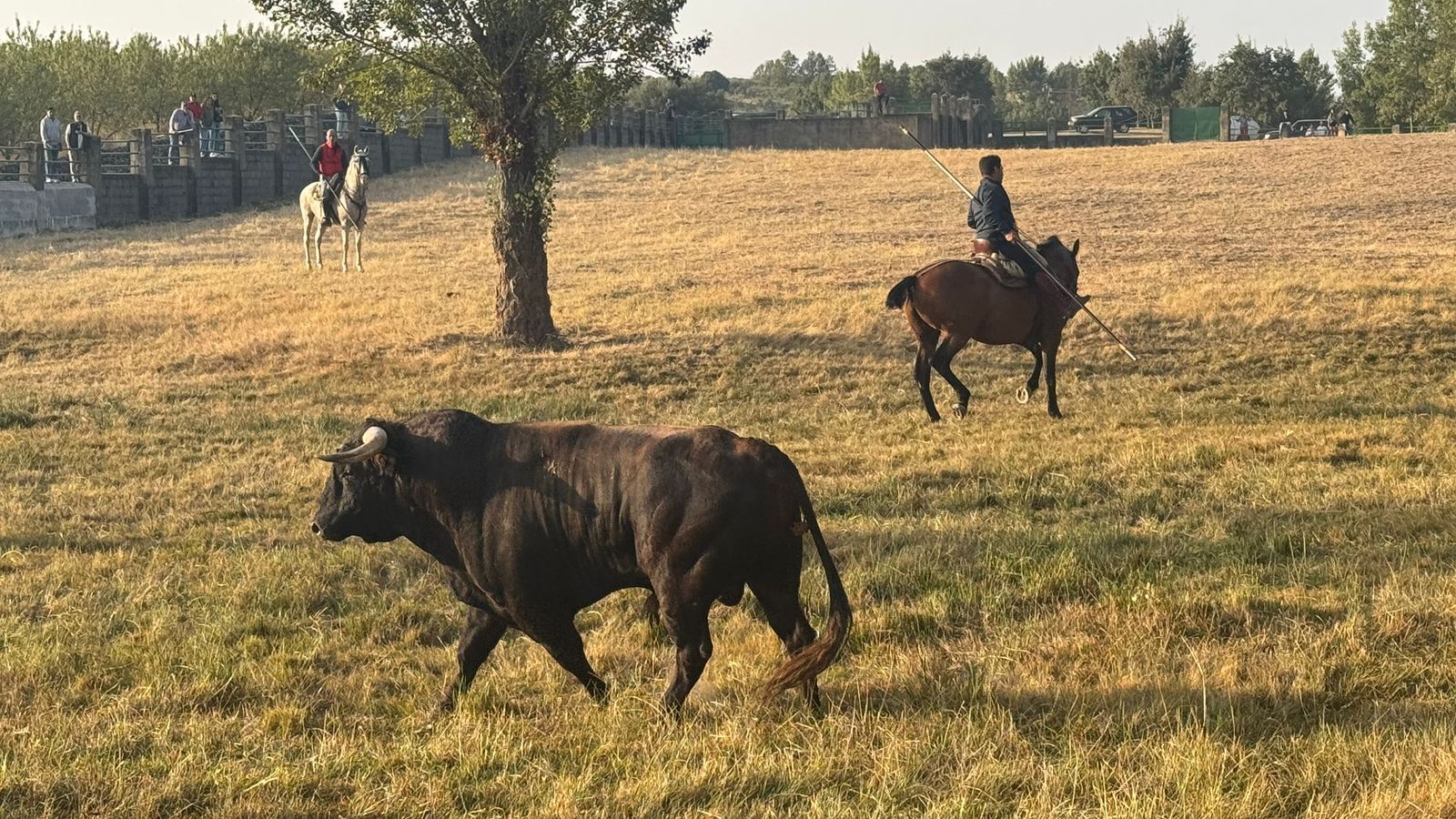 Encierro a caballo con reses de Valdeflores en Aldeadávila de la Ribera