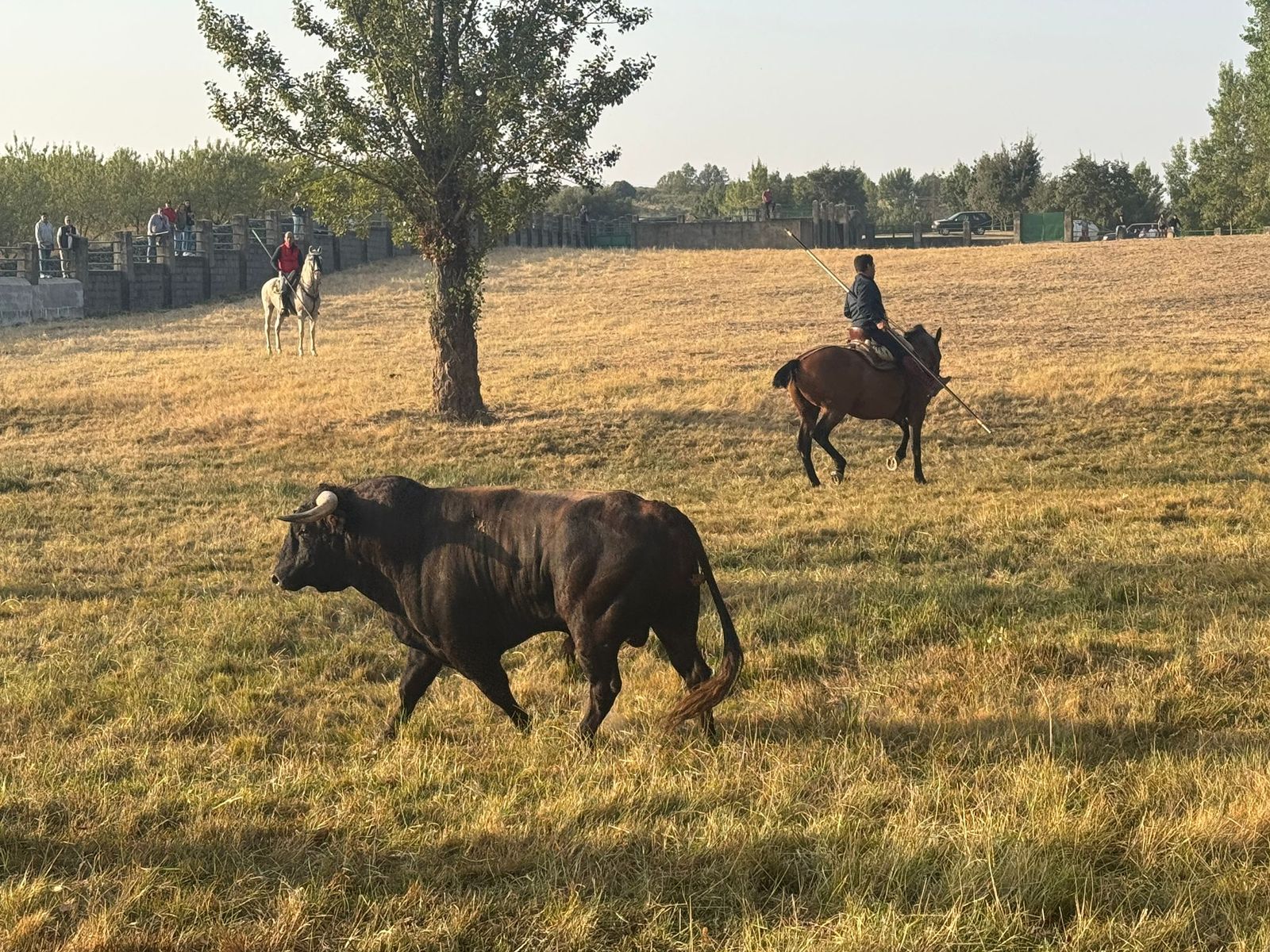Encierro a caballo con reses de Valdeflores en Aldeadávila de la Ribera