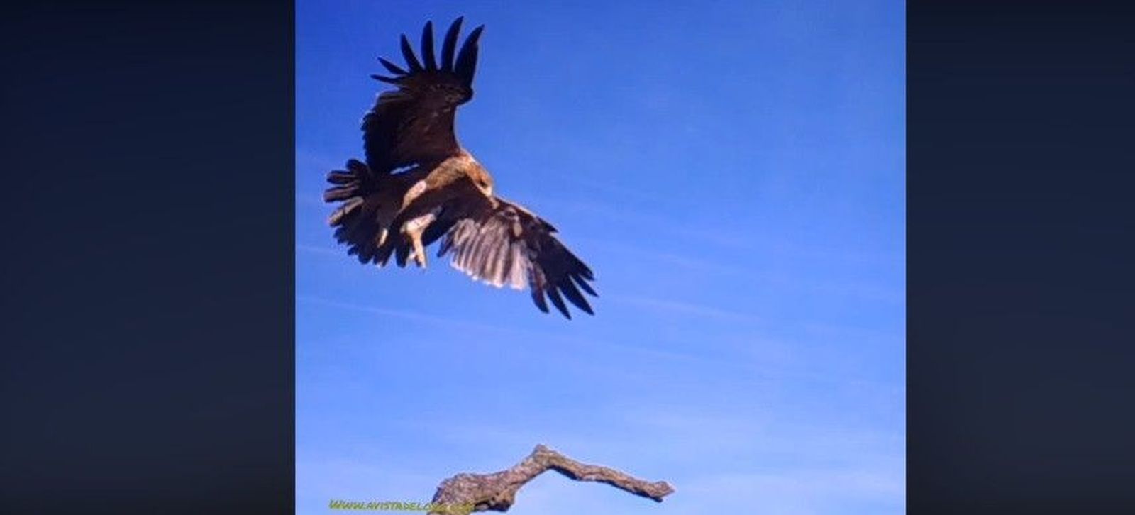 Aguila imperial zamora
