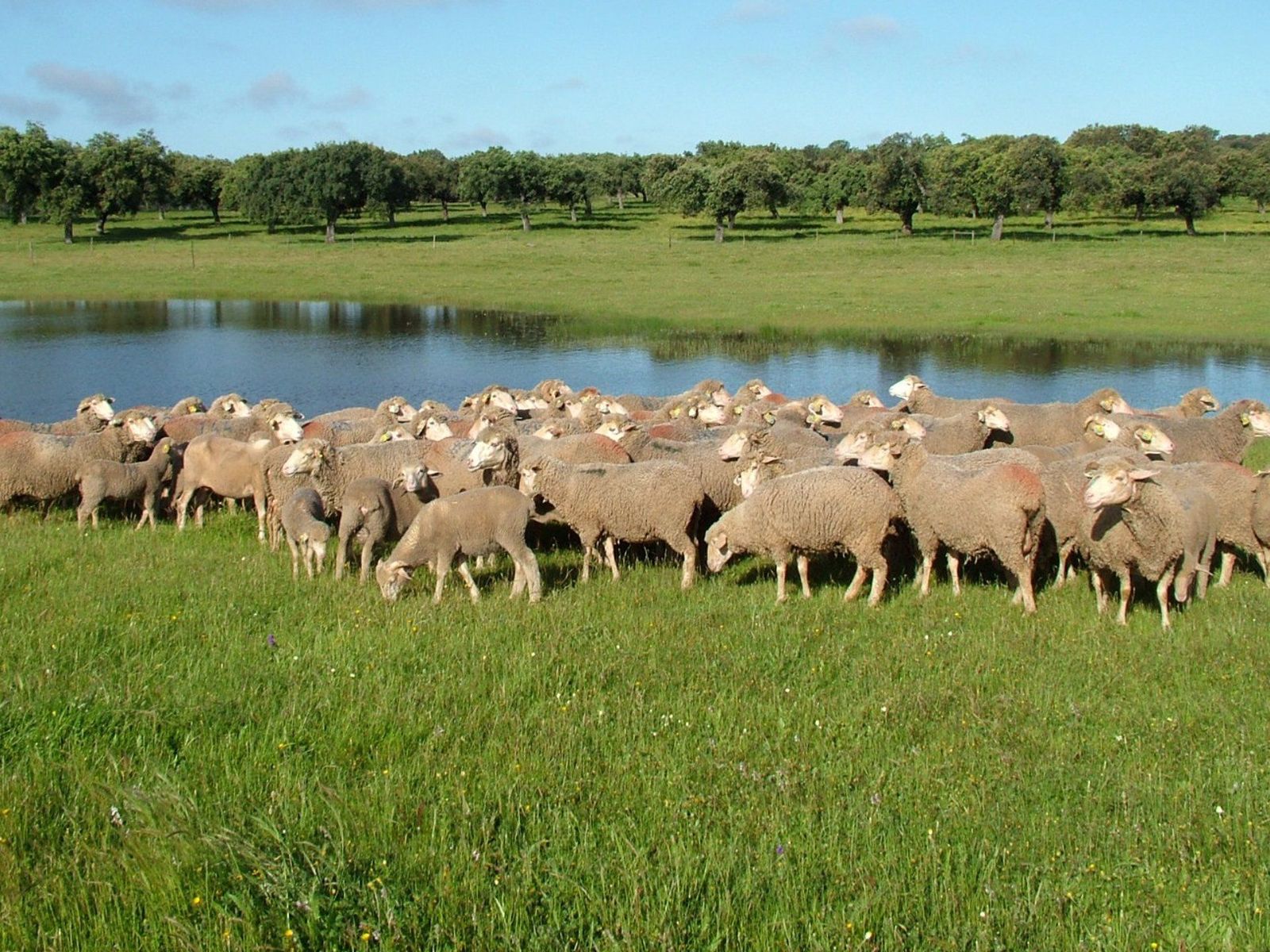 Cordero en la dehesa de Extremadura | FOTO CONSEJO REGULADOR I.G.P. 'CORDERO DE EXTREMADURA'