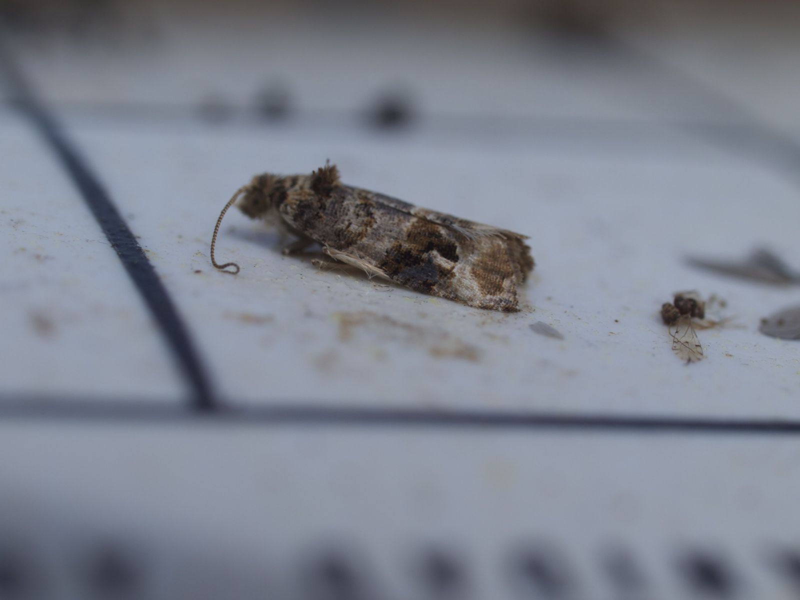 Adiós a las plagas: Castilla y León apuesta por feromonas para proteger sus cultivos