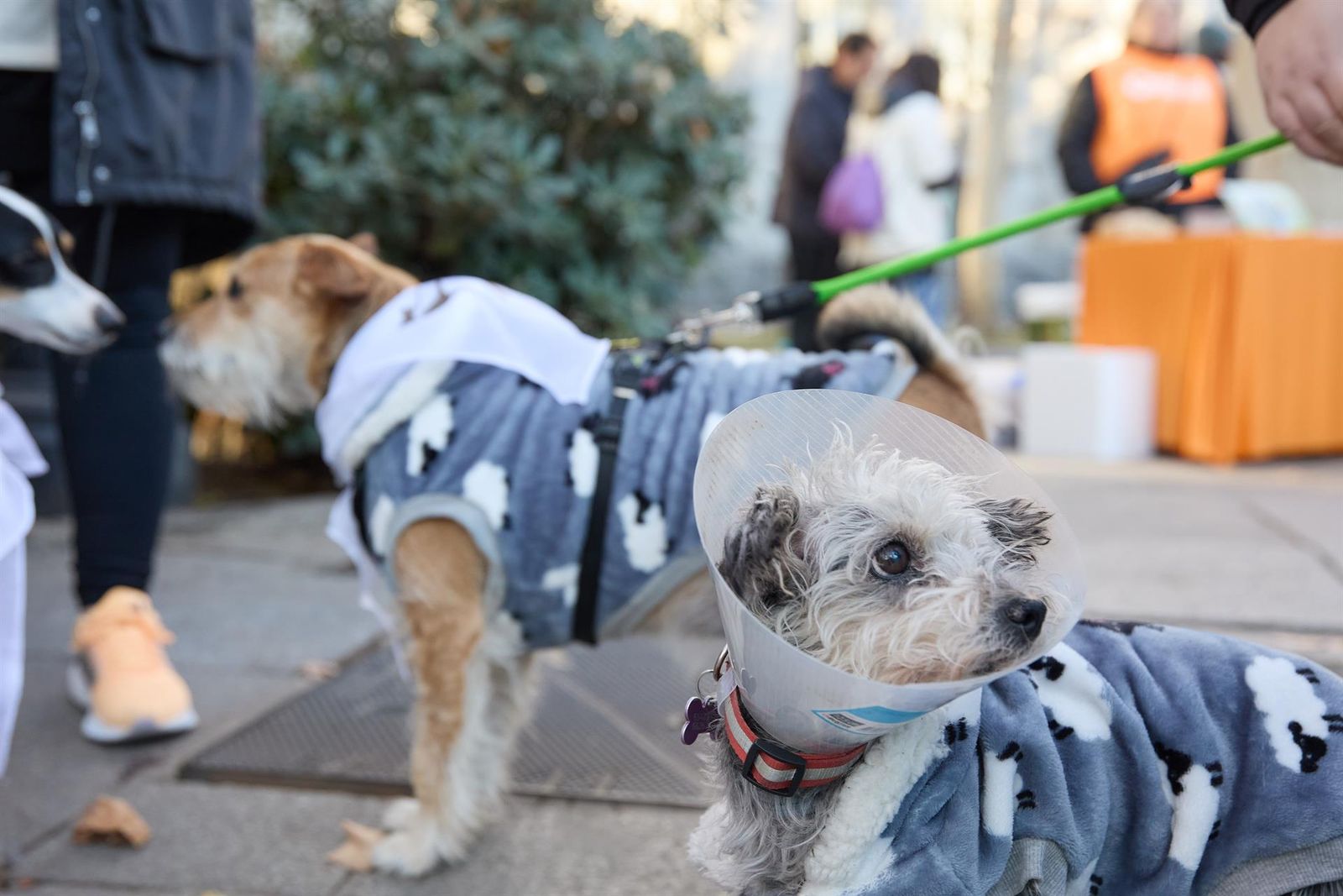 Dos perros    Jesús Hellín   Europa Press   Archivo