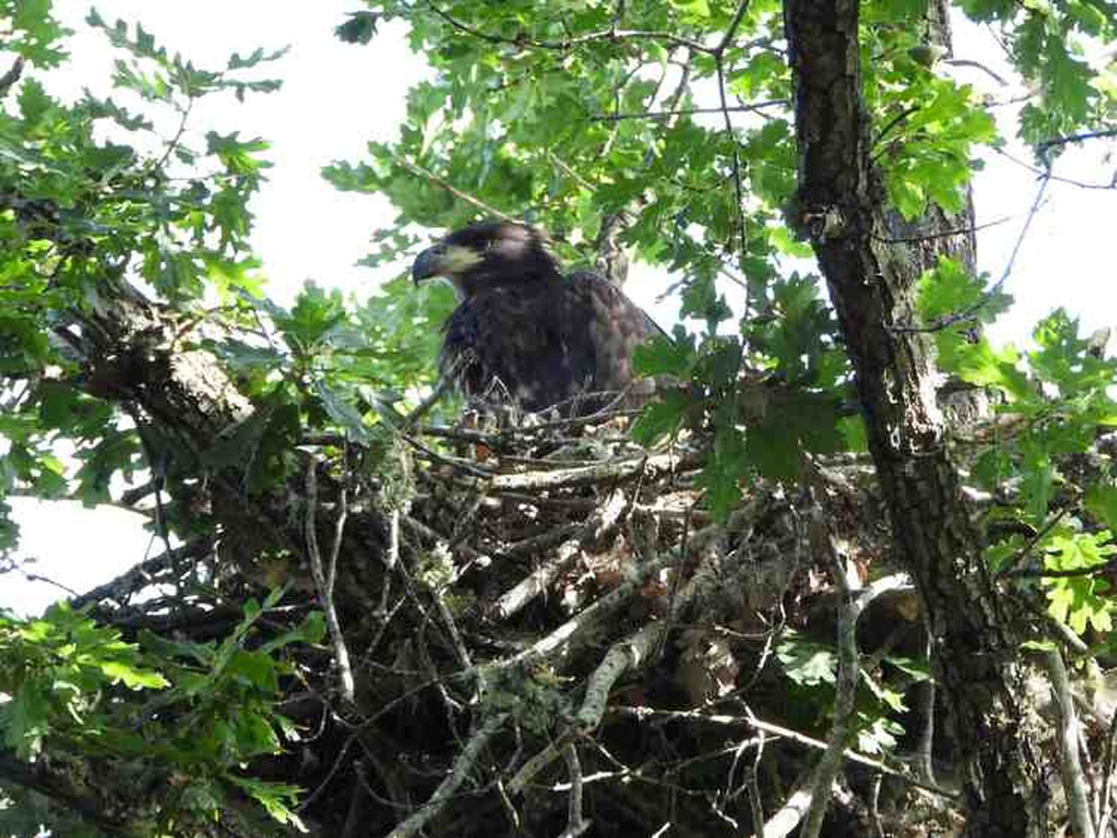 El nacimiento de un pigargo europeo en el norte de la Comunidad supone un “hito histórico” para la biodiversidad española tras la extinción de este águila en el país