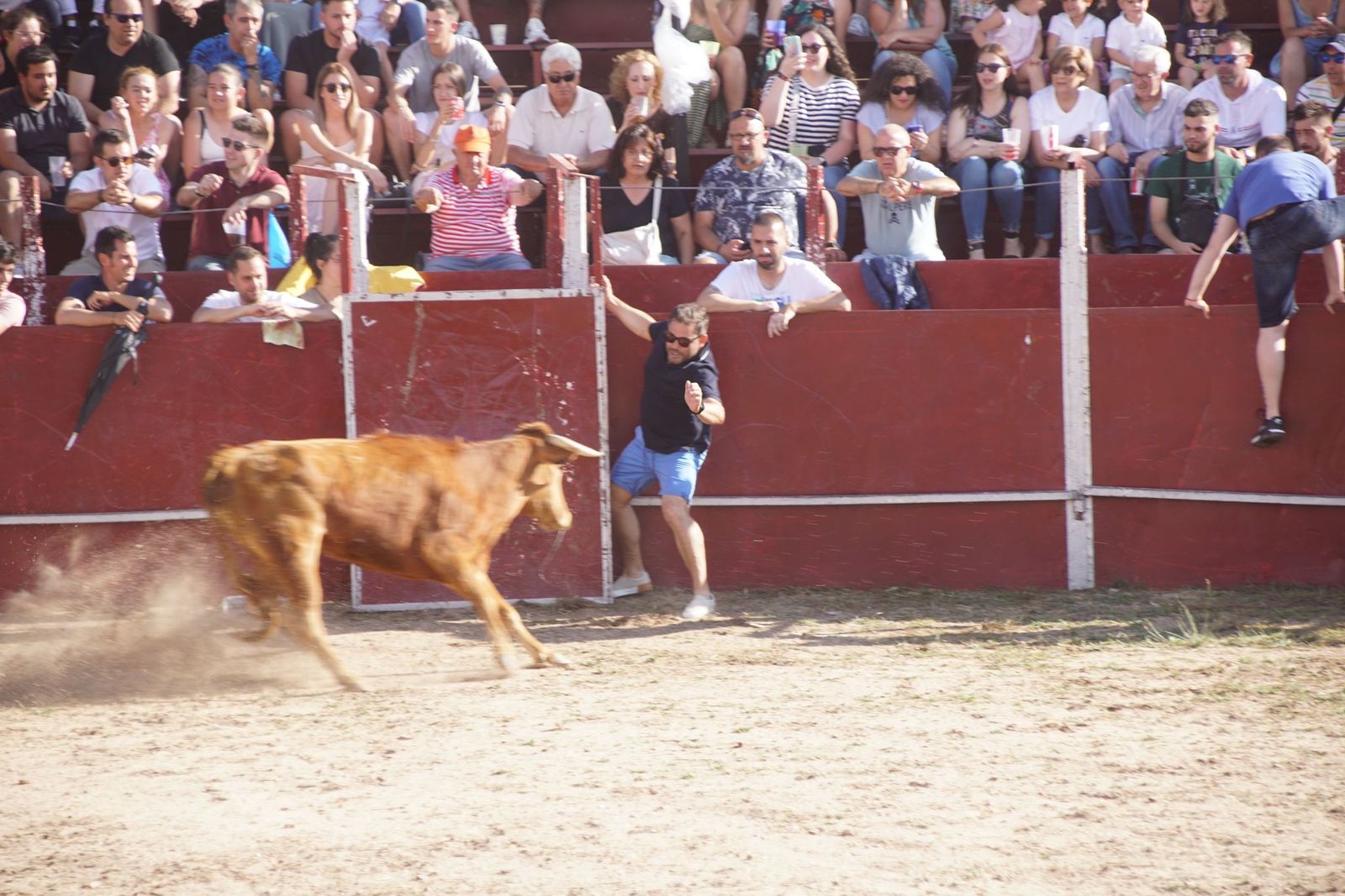 capea-fiestas-de-carrascal-de-barregas-14