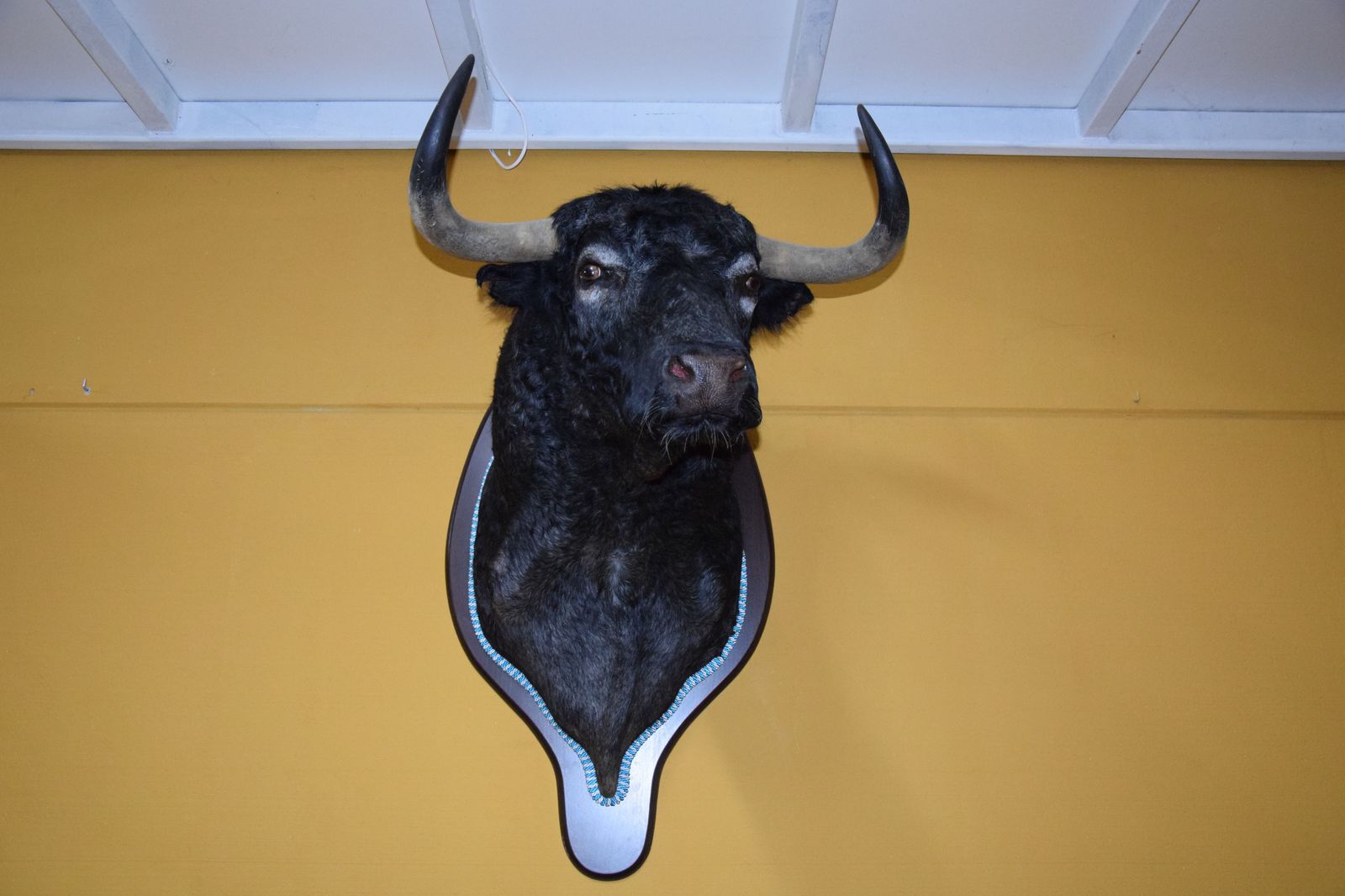 taxidermia-en-salamanca-37