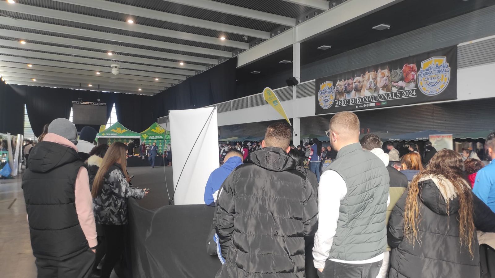 Gran expectación en IFEZA con los mejores American Bully de Europa.