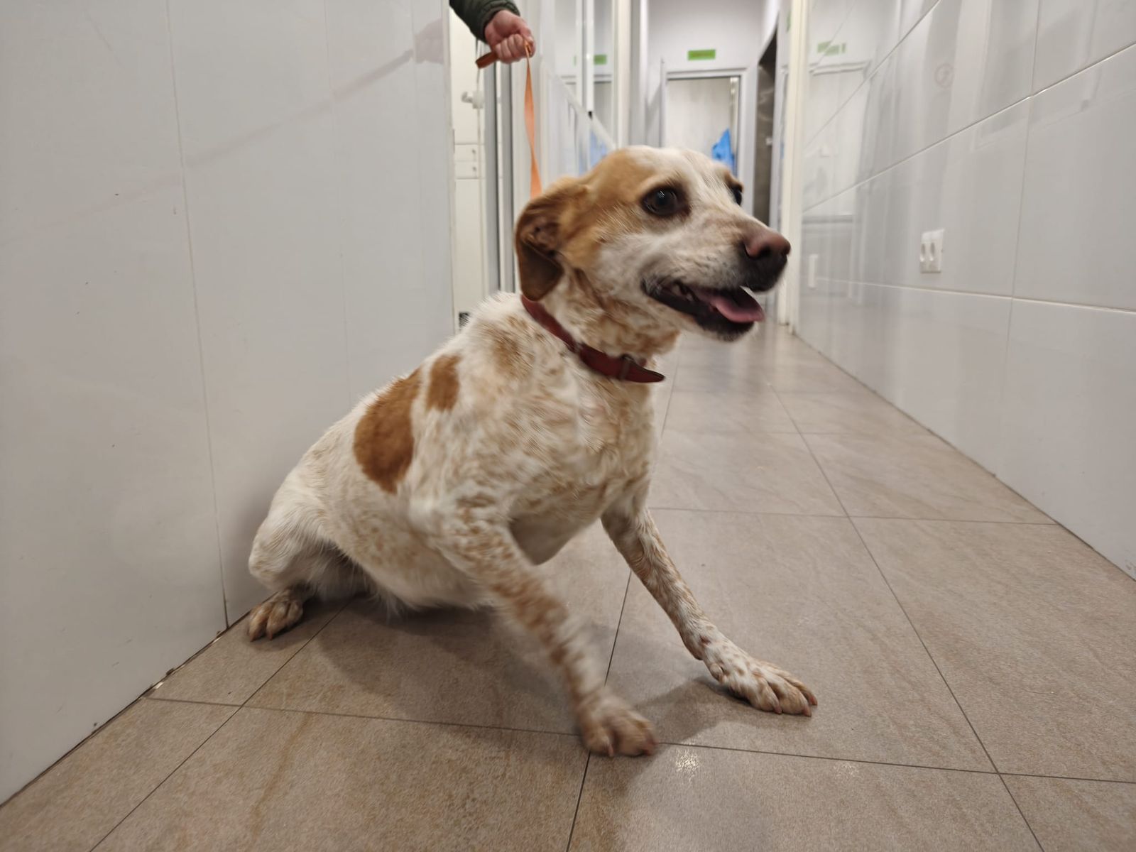 Veterinaria Canina Mundo Animal. S24H.