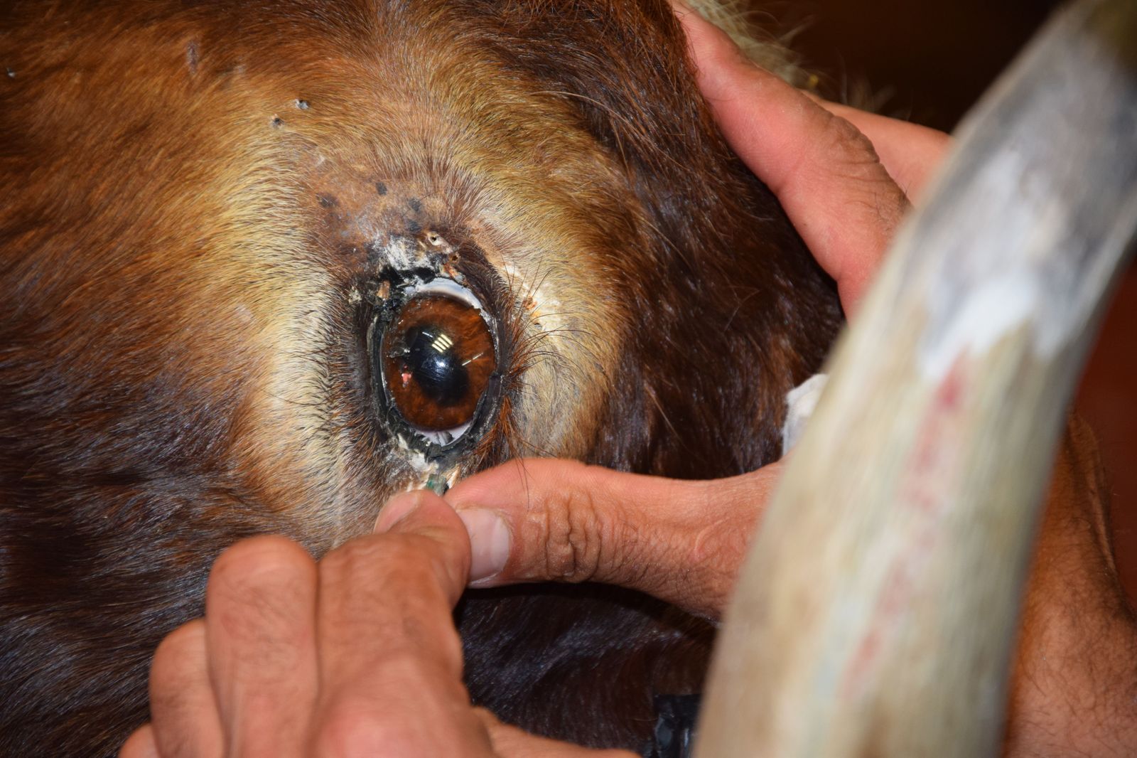 taxidermia-en-salamanca-48