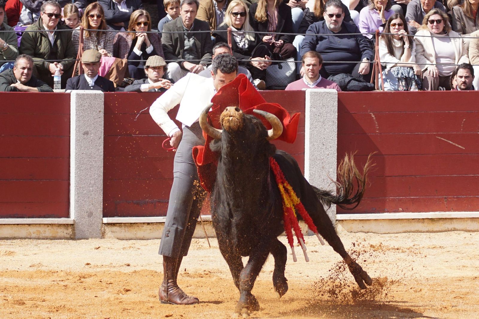 Festival taurino solidario por la esclerosis múltiple en Guijuelo