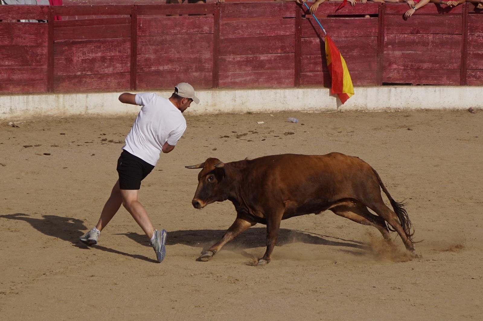 Vaca del aguardiente en Ledesma