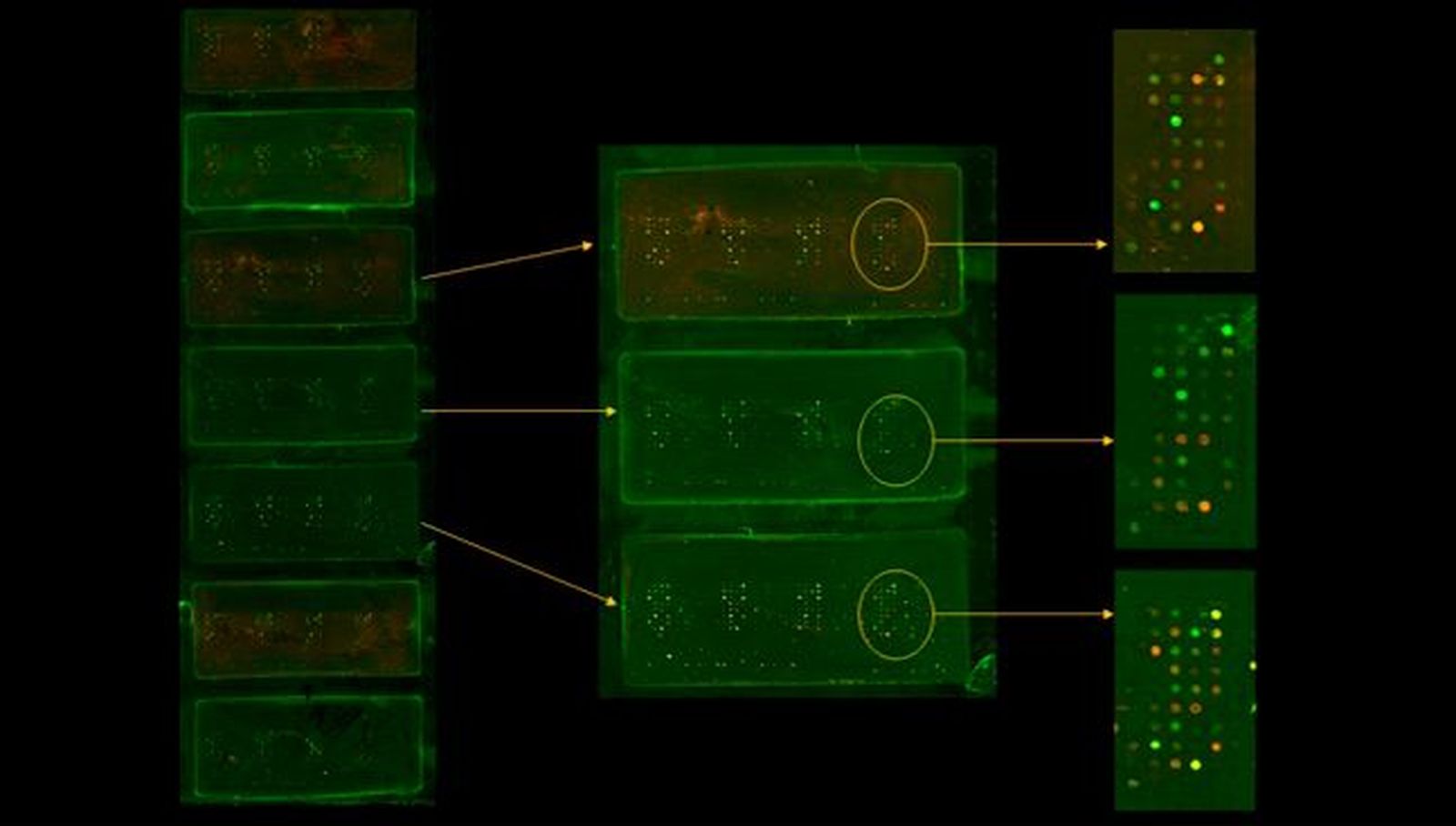 Chip diseñado en el Centro de Investigación del Cáncer (USAL-CSIC)