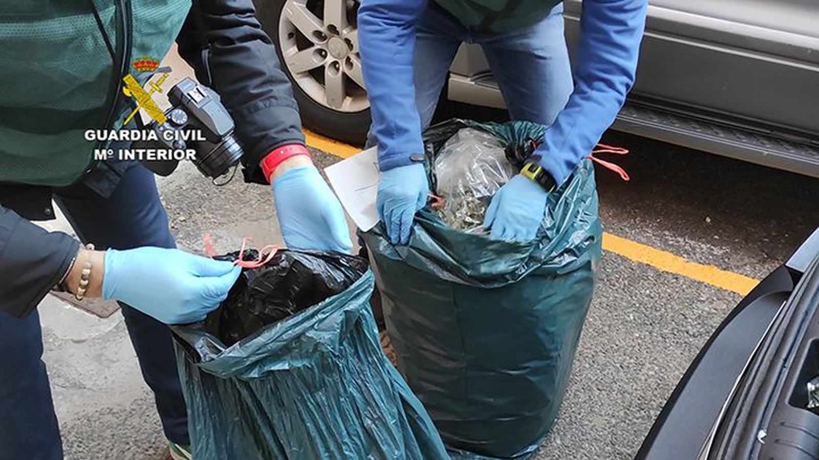 Intervencion marihuana zamora